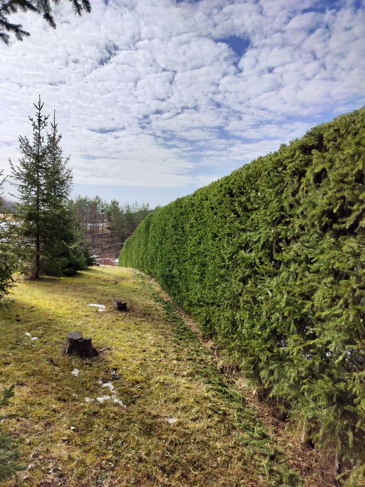 Kuusiaidan leikkaus maaliskuussa Kuusiaidan muotoon leikkaukselle yleisin ajankohta on maalis-huhtikuussa, kun kovimmat pakkaset ovat lähteneet. Lunta voi vielä olla maassa, mutta aita ei saa olla jäässä tai lumen peitossa. Näin onnistut pitämään kuusiaidan terveenä ja kauniina ympäri vuoden. Mikäli tarvetta voi kuusiaitaa leikata muotoon kevään jälkeen vielä saman vuoden syksyllä, heinä-lokakuussa, jos se on kasvanut runsaasti kesän aikana. Tämä taas auttaa kuusiaitaa selviämään paremmin talvesta.