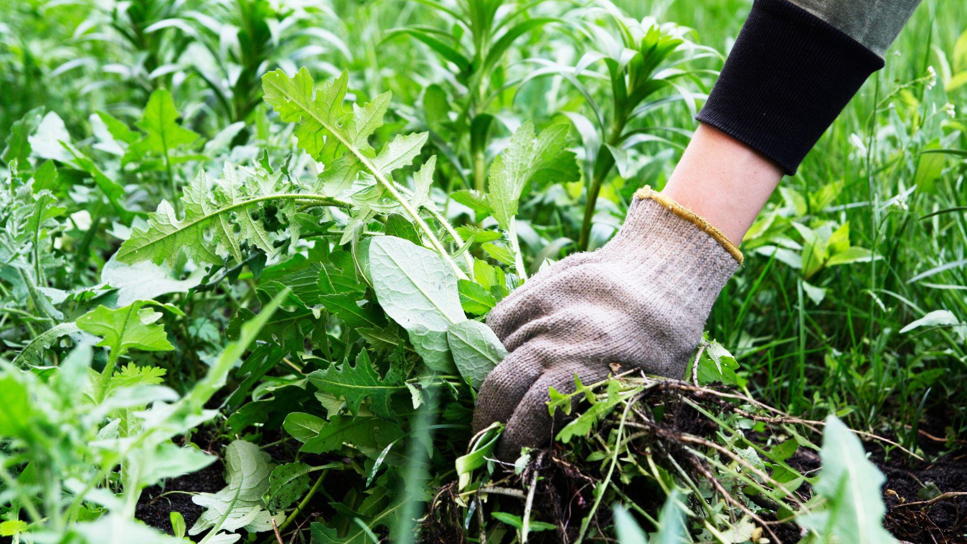Tutustu paikallisiin yrityksiin ja pyydä tarjous rikkakasvien torjunnasta Helsingissä.