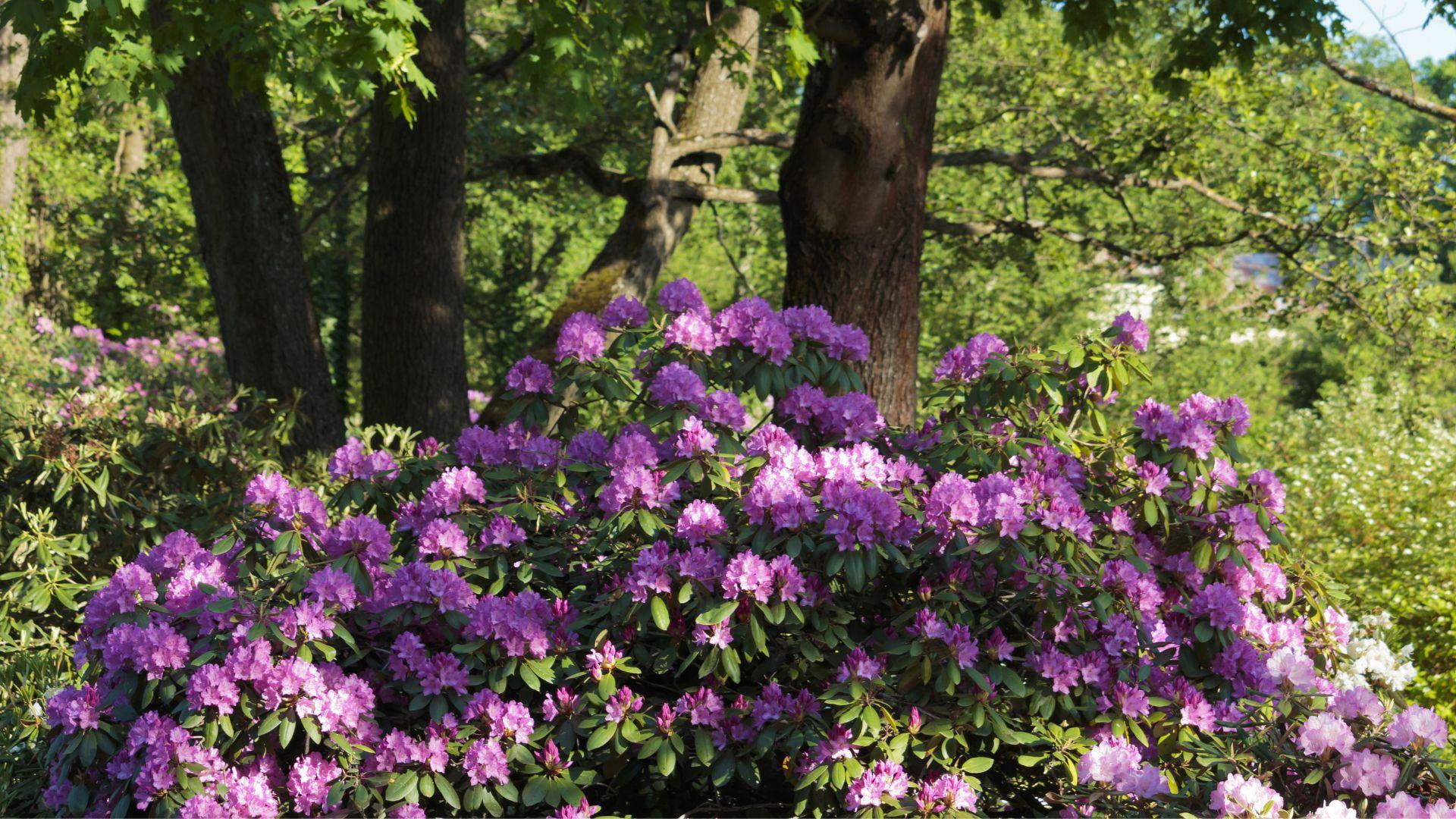 Alppiruusun leikkaus Helsinki Tutustu alueesi yrityksiin ja pyydä tarjous alppiruusun leikkauksesta.