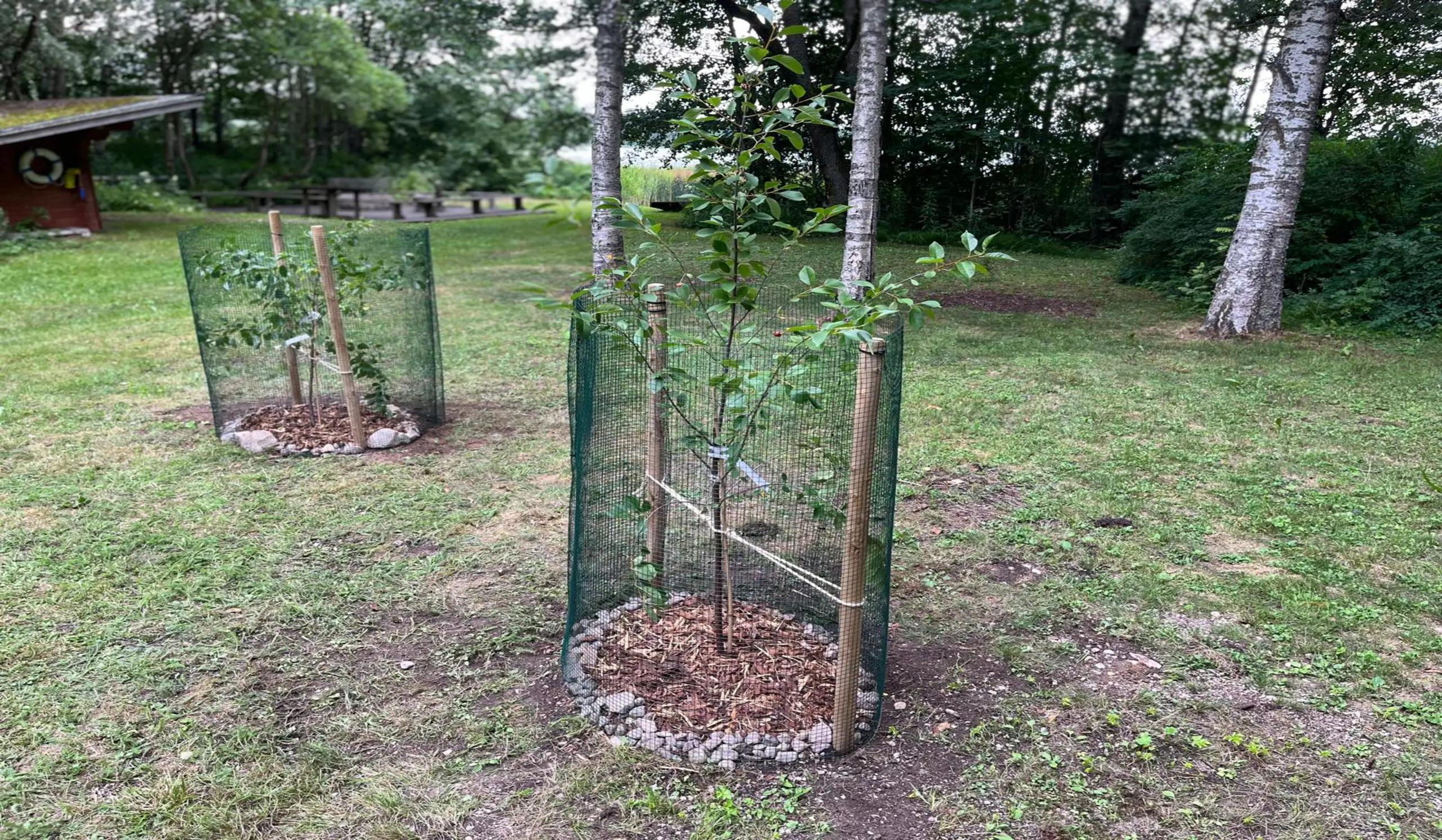 Etsitkö puun istuttajaa {{CITY_NAME_ELA}}? Puun istuttaja varmistaa, että puun istutus tehdään oikein ja puu lähtee kasvuun elinvoimaisena.