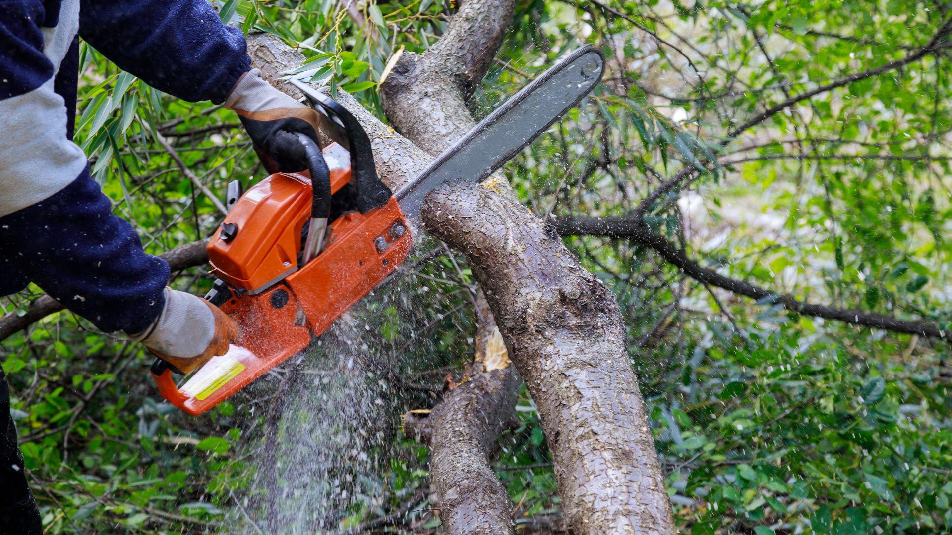 Metsuri Helsingissä Tutustu alueesi metsureihin ja pyydä tarjous Helsingissä.