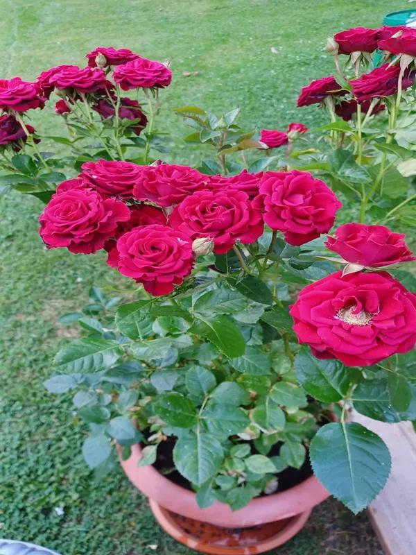 Ruusun leikkaaja Suonenjoesta Ruusun säännöllinen ja oikein tehty leikkaus pitää ruusupensaan kauniina.