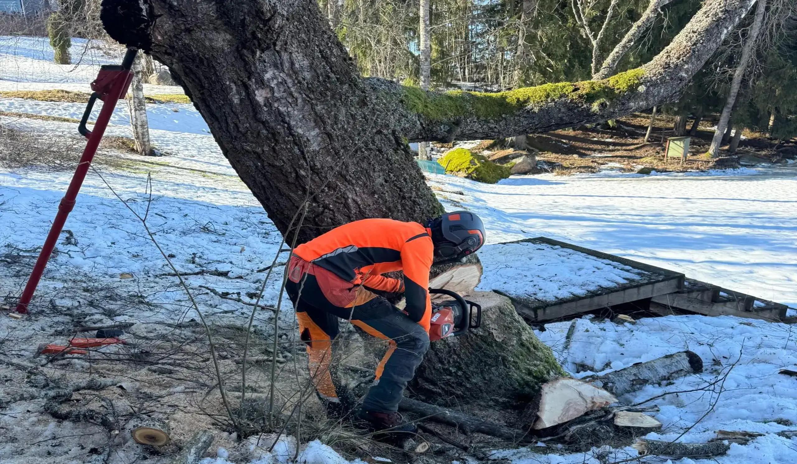 Etsitkö puunkaatajaa {{CITY_NAME_ELA}}? Puun kaataja varmistaa, että puu kaadetaan turvallisesti.