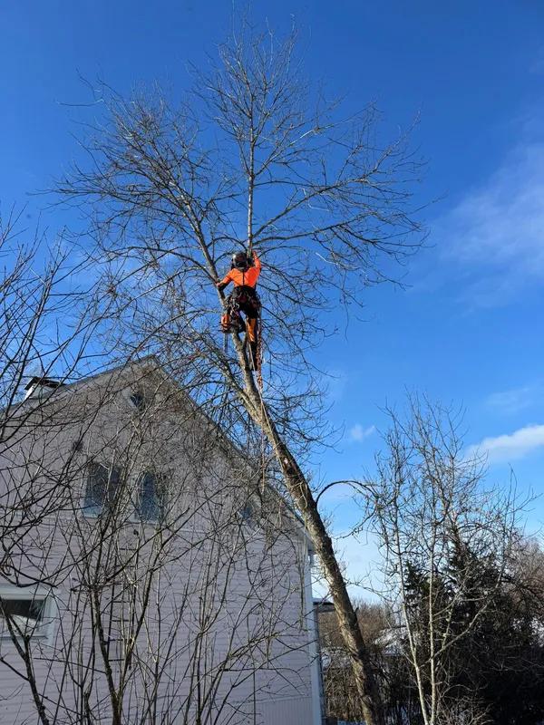 Puun leikkaus Sysmässä Etsitkö ammattitaitoista yritystä tekemään puun leikkauksen? Sysmän paikalliset palveluntarjoajat hoitavat puun leikkauksen oikeaoppisesti ja turvallisesti.