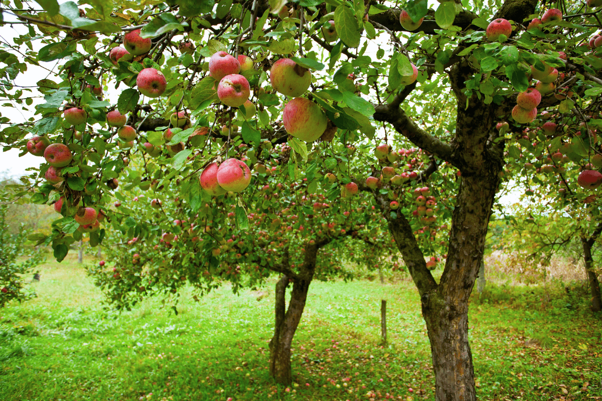 Etsitkö ammattitaitoista omenapuun leikkausta Turusta? Turun paikalliset palveluntarjoajat varmistavat, että omenapuusi pysyy siistinä ja elinvoimaisena jokaisena vuodenaikana.