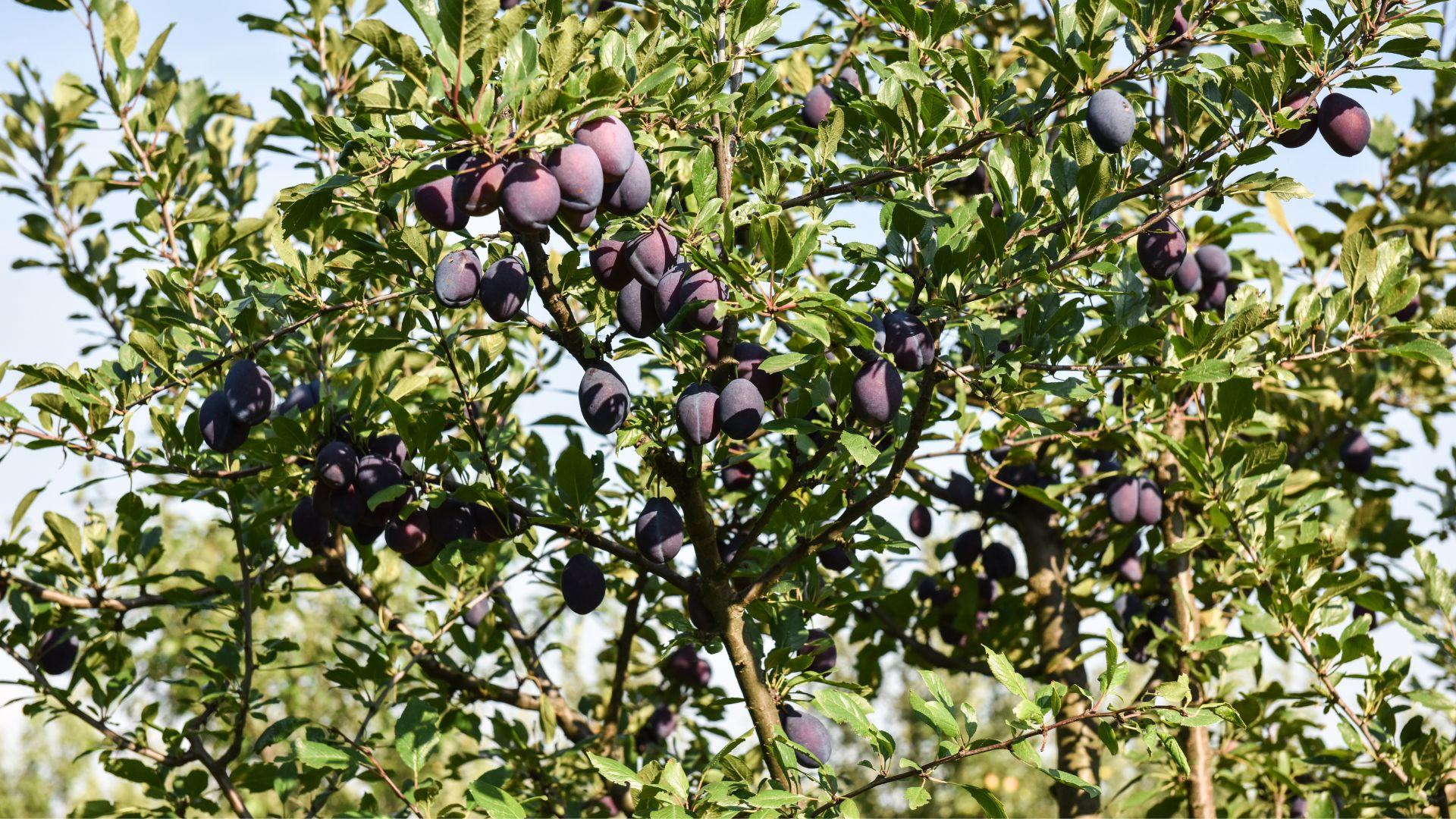Tutustu alueesi yrityksiin ja pyydä tarjous luumupuun leikkauksesta Helsingissä.