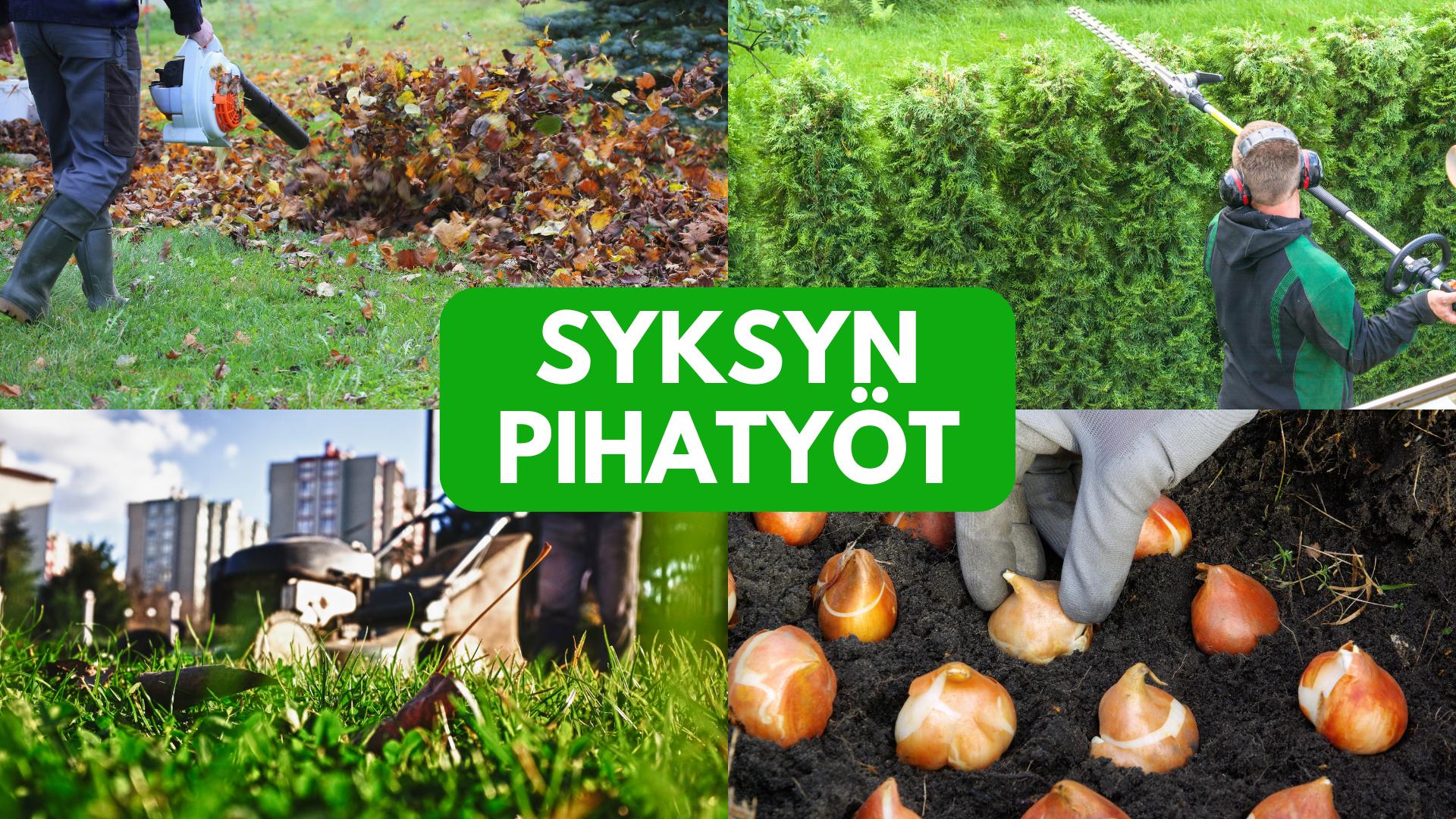 Syksyn pihatyöt: Haravointi, Nurmikon leikkaus, Kalkitus, Lannoitus, kasvien talvisuojaus ja pensaiden ja puiden leikkaus. Muista tehdä puutarhassasi nämä syksyllä.