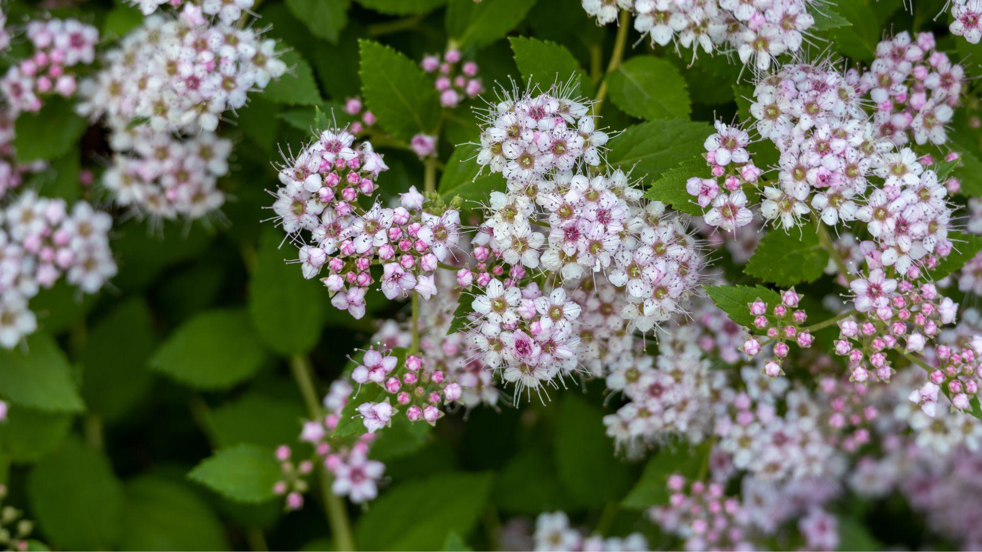 Rinneangervon leikkaus Helsingissä Tutustu paikallisiin yrityksiin ja pyydä tarjous rinneangervon leikkauksesta alueella Helsinki.