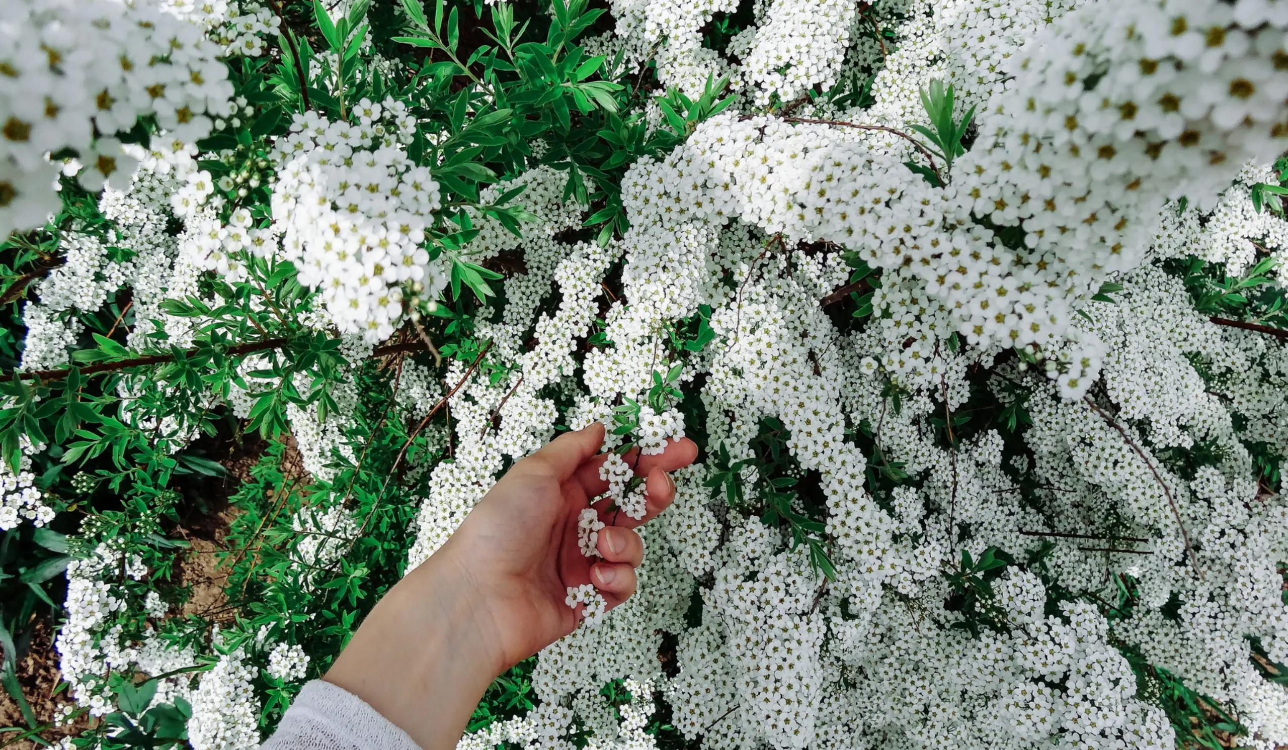 Etsitkö norjanangervon leikkaajaa {{CITY_NAME_ELA}}? {{CITY_NAME_GEN} norjanangervon leikkaajat varmistavat, että pihasi norjanangervo leikataan oikein ja se pysyy elinvoimaisena.