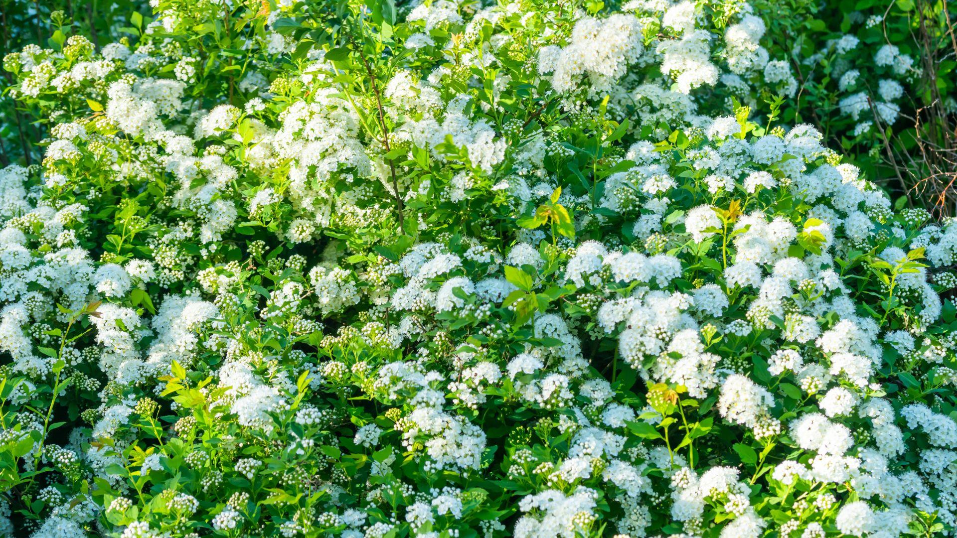 Koivuangervon leikkaus Helsingissä Tutustu paikallisiin yrityksiin ja pyydä tarjous koivuangervon leikkauksesta alueella Helsinki.