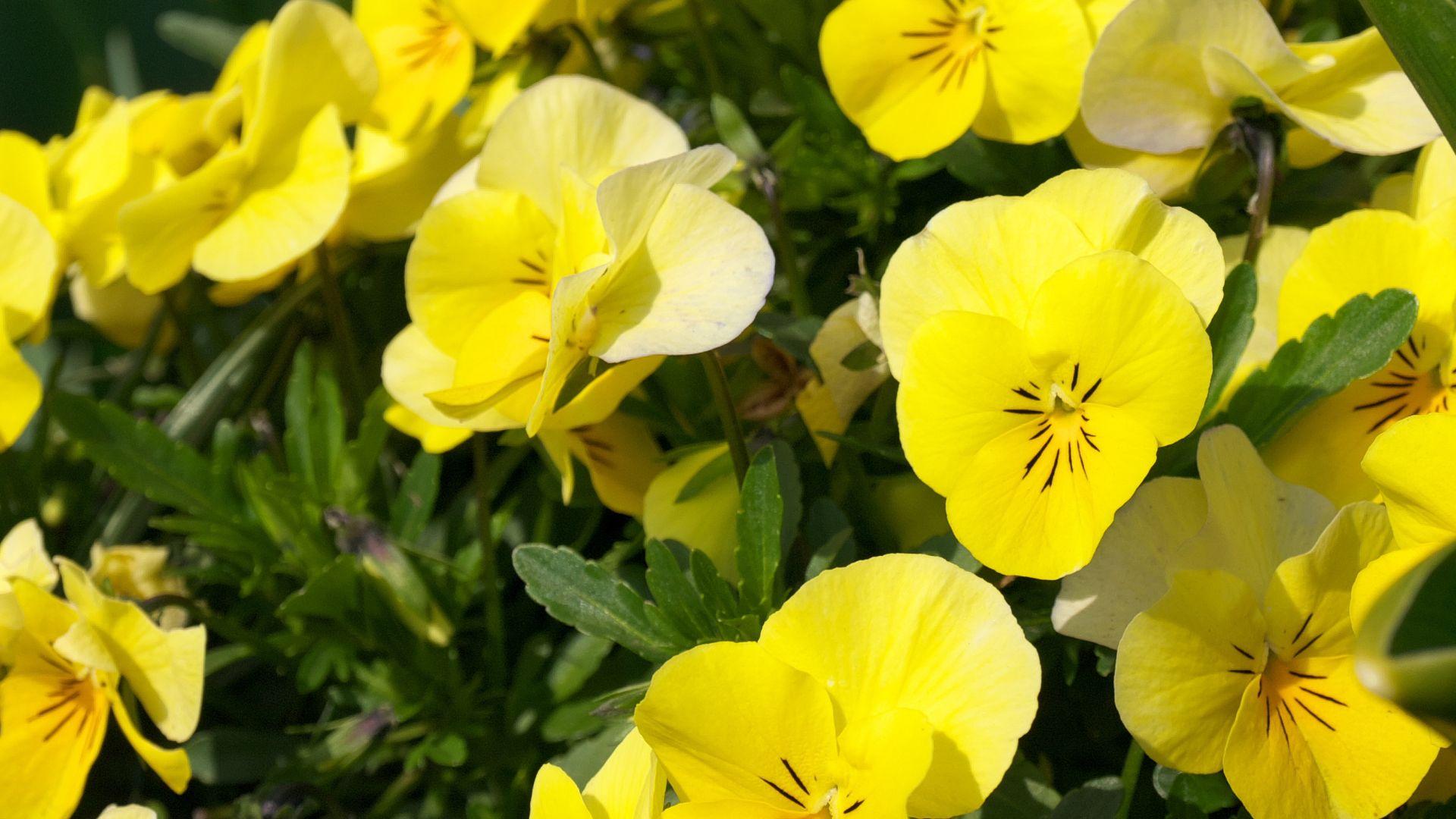 Tutustu paikallisiin yrityksiin ja pyydä tarjous pensashanhikin leikkauksesta alueella Helsinki.