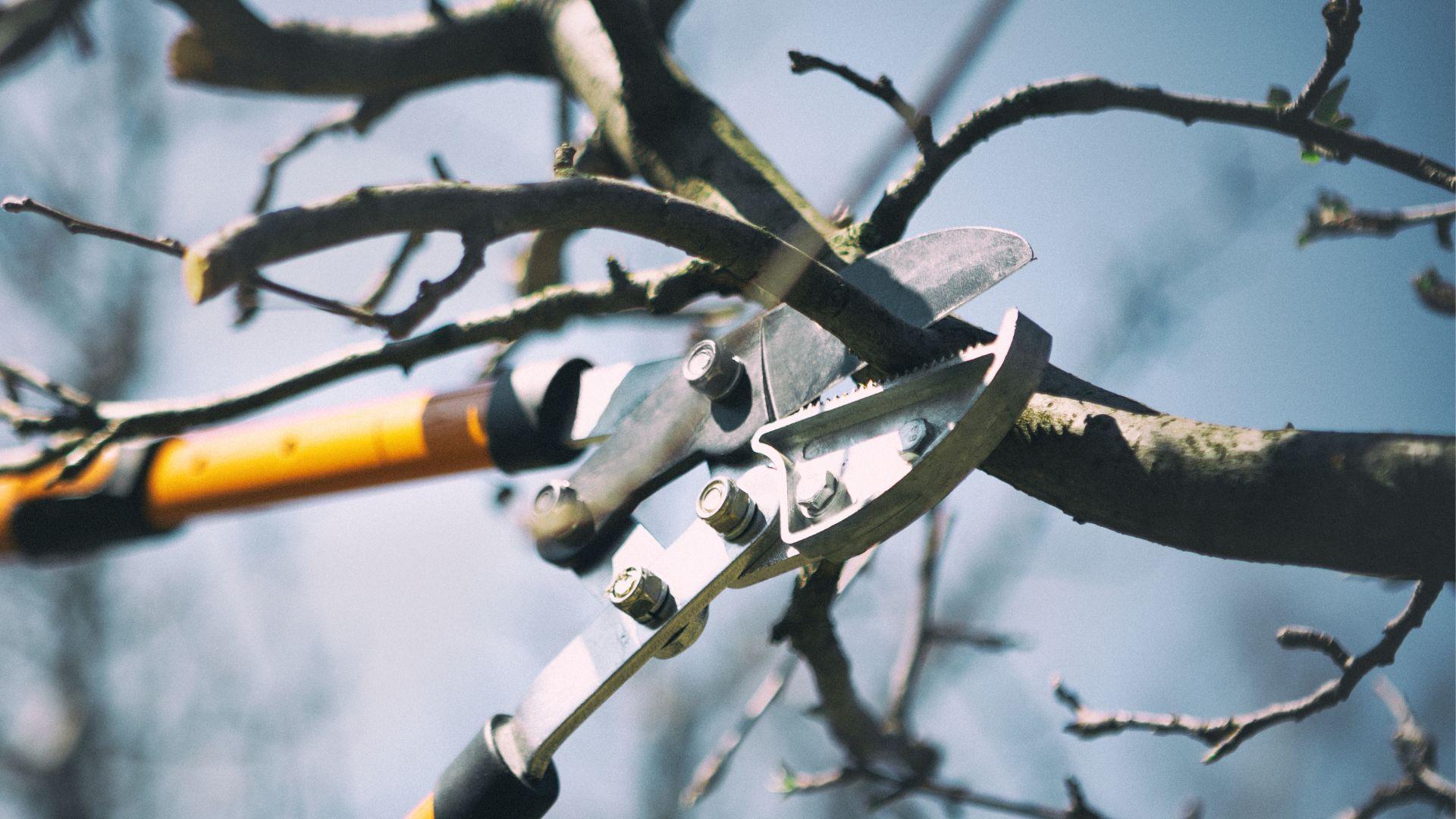 Luumupuun leikkaus Helsingissä Tutustu alueesi yrityksiin ja pyydä tarjous luumupuun leikkauksesta Helsingissä.