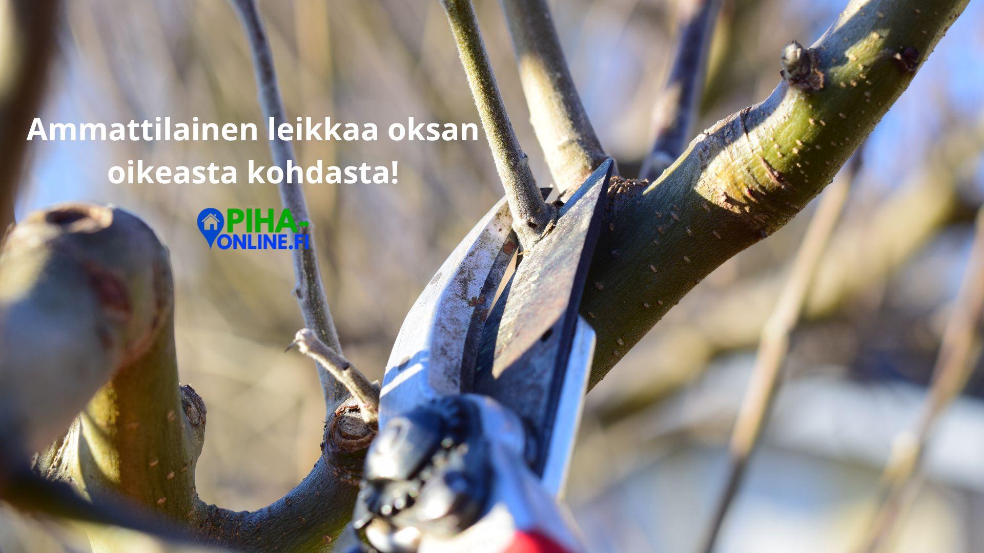 Pihlajan leikkaus Helsingissä Etsitkö ammattitaitoista yritystä tekemään pihlajan leikkauksen? Helsingin paikalliset palveluntarjoajat hoitavat pihlajan leikkauksen oikeaoppisesti ja tehokkaasti.