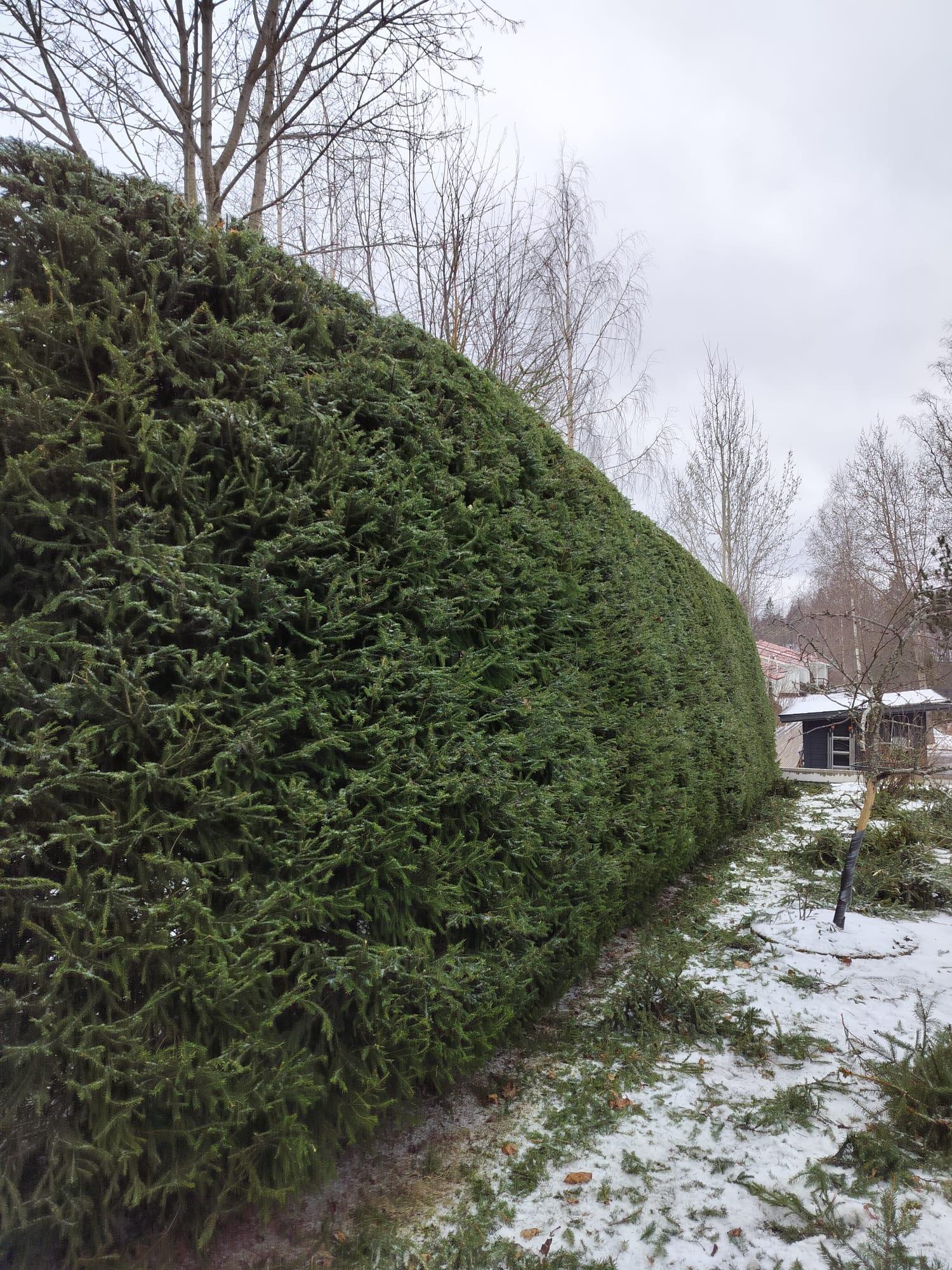 Kuusiaidan leikkaus keväällä on hyvä ajoittaa maalis-huhtikuuhun, kun kovimmat pakkaset ovat siirtyneet pois, mutta lunta on vielä hieman maassa. Tällöin aita on lepotilassa ja kestää leikkausta paremmin.
