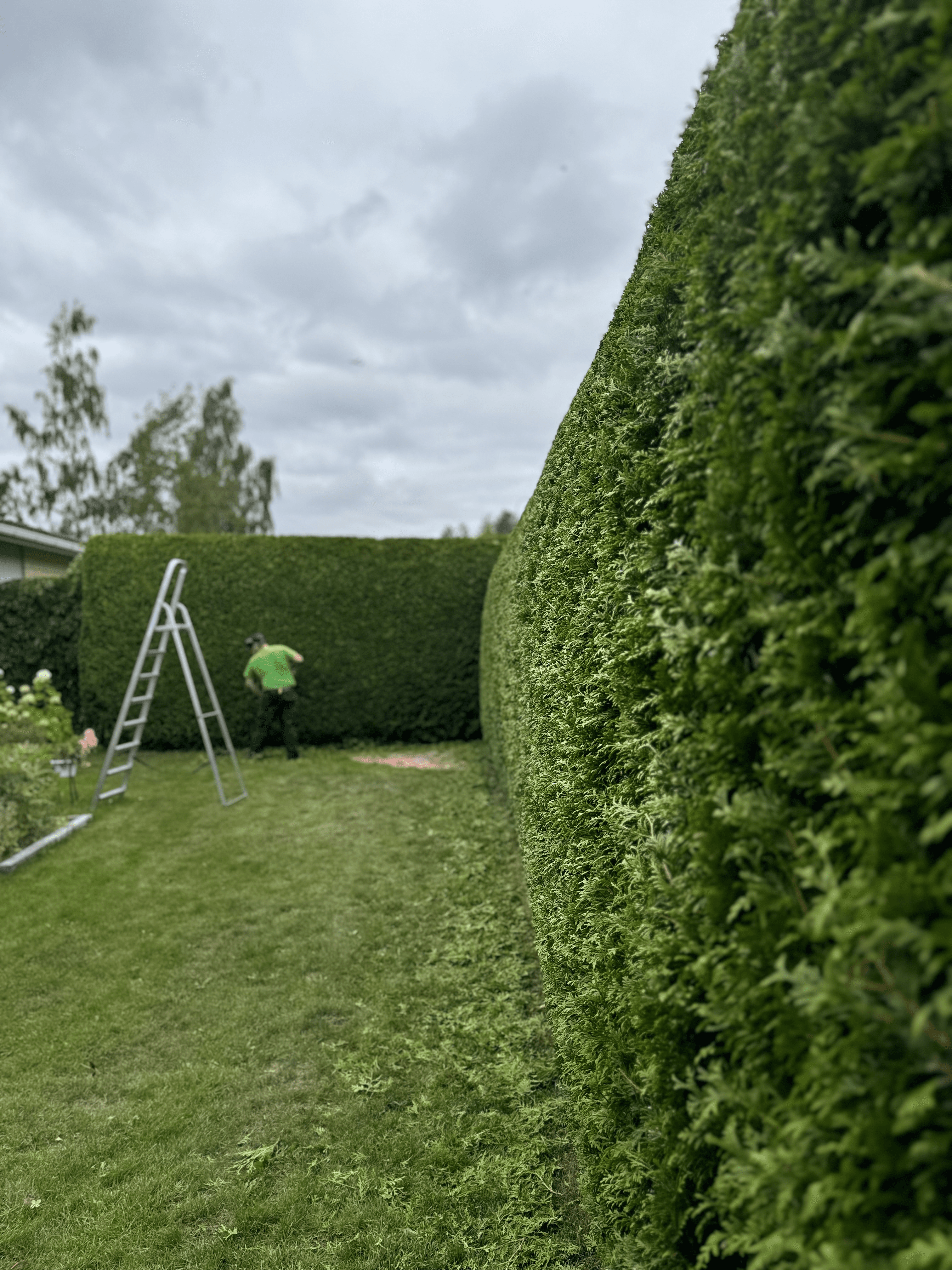 Tuija-aidan leikkaus Turku Etsitkö ammattitaitoista tuija-aidan leikkausta Turusta? Tuija-aidan leikkaukseen Turun paikalliset palveluntarjoajat varmistavat, että tuija-aitasi pysyy siistinä ja elinvoimaisena jokaisena vuodenaikana.