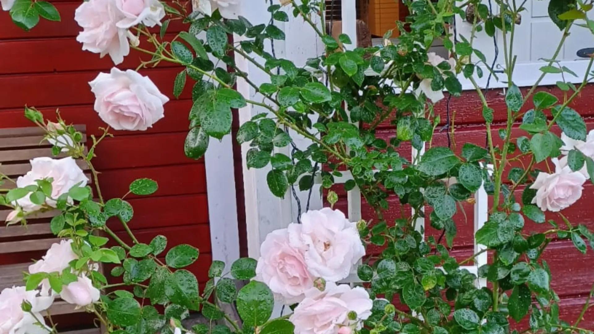 Etsitkö ruusun leikkaajaa {{CITY_NAME_ELA}}? Ruusun leikkaaja varmistaa, että leikkaustyöt tehdään ammattitaidolla ja ruusu pysyy elinvoimaisena.