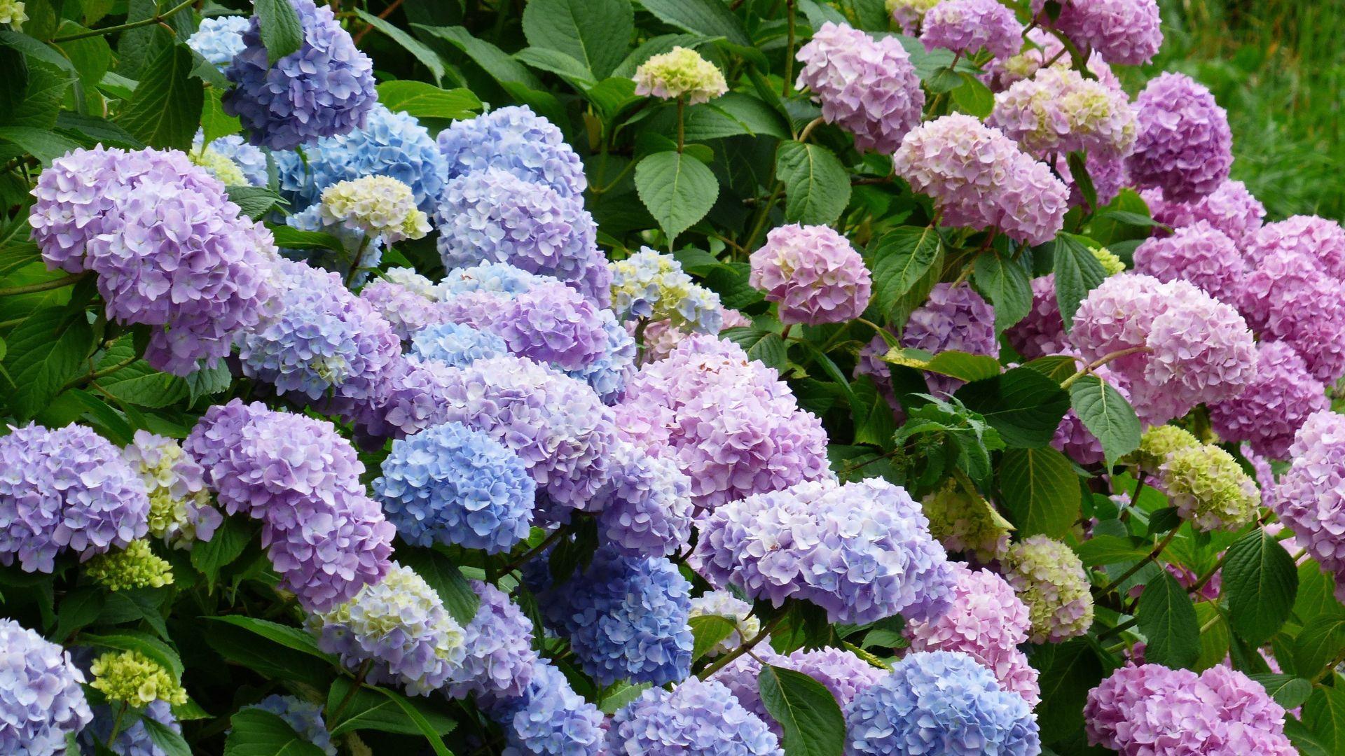 Syyshortensian leikkaus Helsingissä Tutustu paikallisiin yrityksiin ja pyydä tarjous syyshortensian leikkauksesta alueella Helsinki.