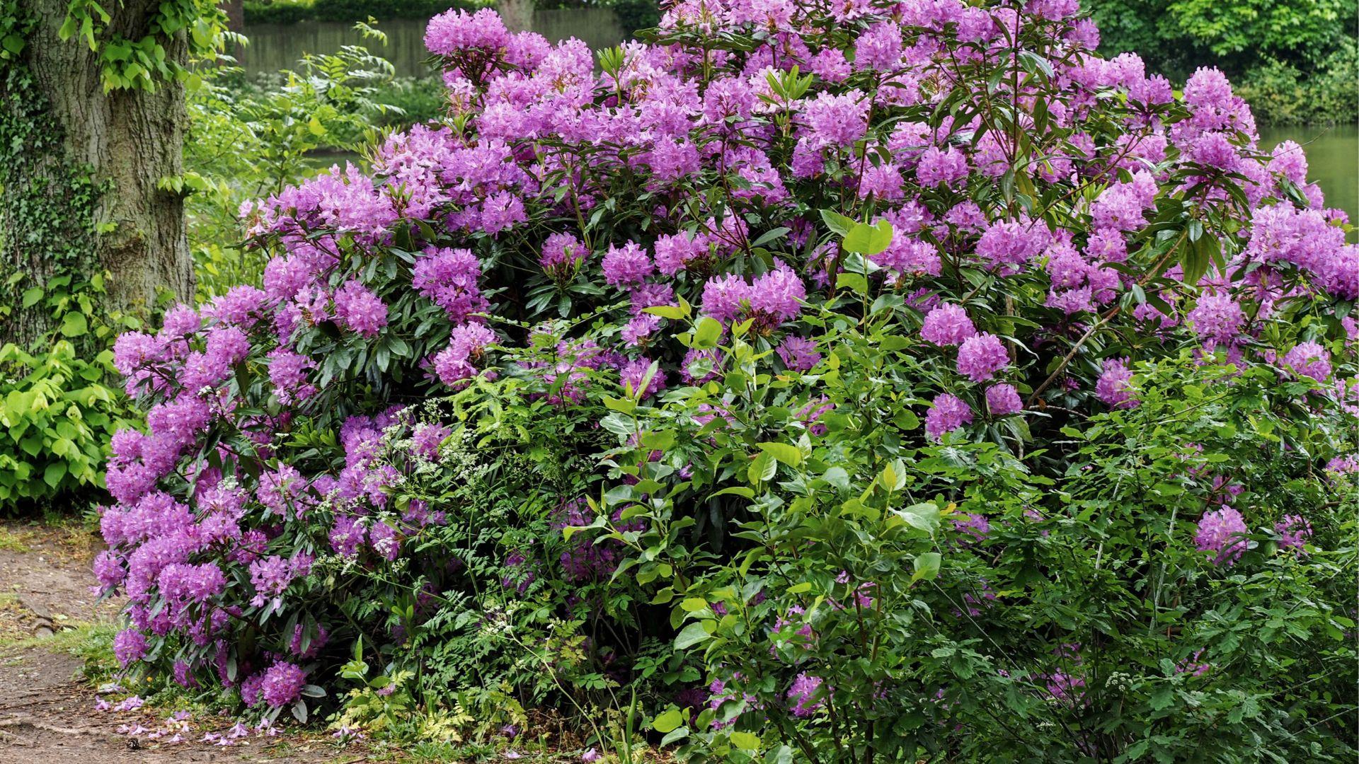 Tutustu alueesi yrityksiin ja pyydä tarjous alppiruusun leikkauksesta Helsingissä.