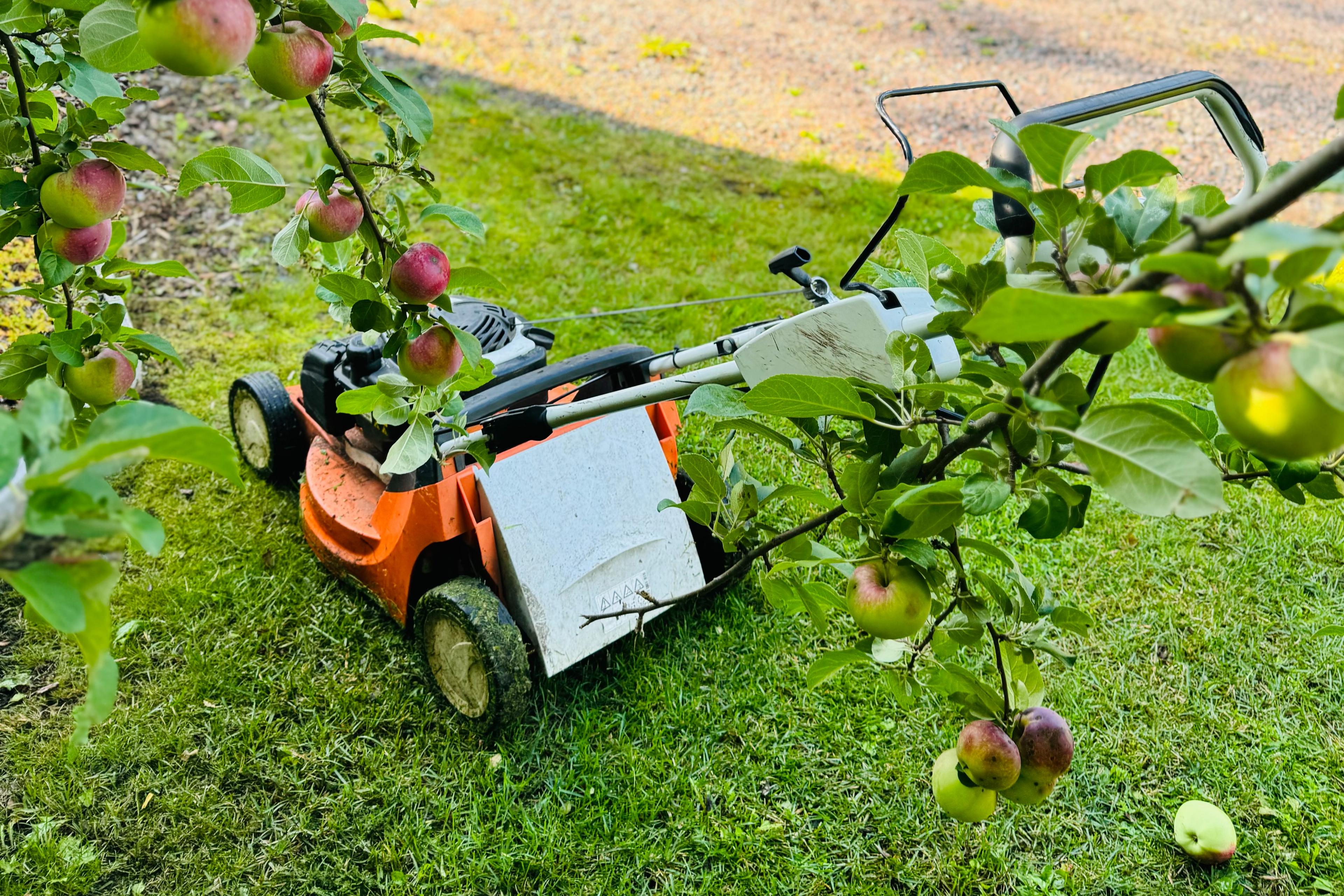 Nurmikon_leikkaus_Turussa.jpeg Etsitkö nurmikon leikkauspalvelua Turusta? Turun paikalliset palveluntarjoajat varmistavat, että nurmikkosi pysyy siistinä ja elinvoimaisena läpi kauden.