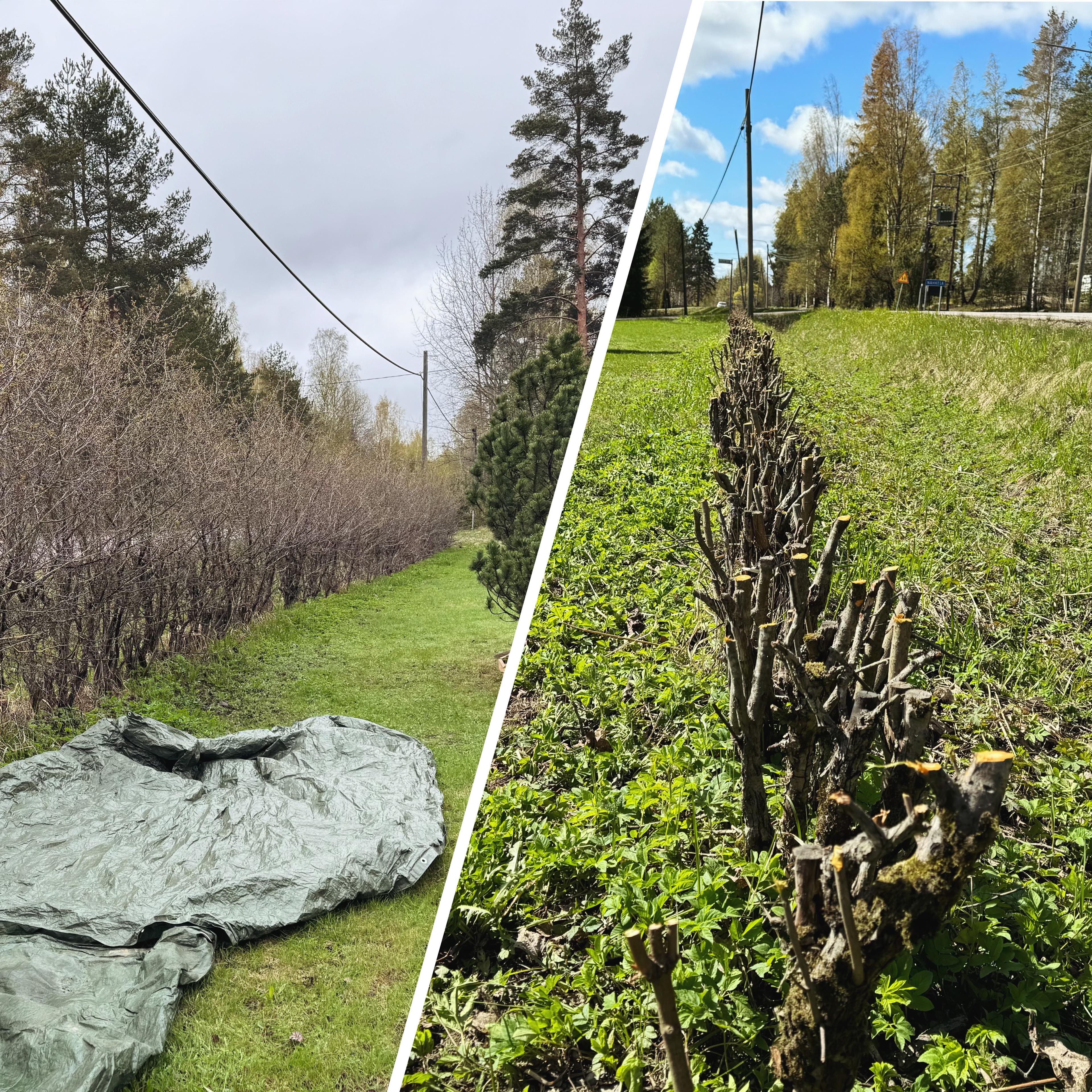 Kevään pihatyöt - Orapihlaja aidan alasleikkaus Keväällä yleinen pihatyö on vanhan orapihlaja aidan alasleikkaus. Kuvassa alasleikattu orapihlaja aita keväällä.