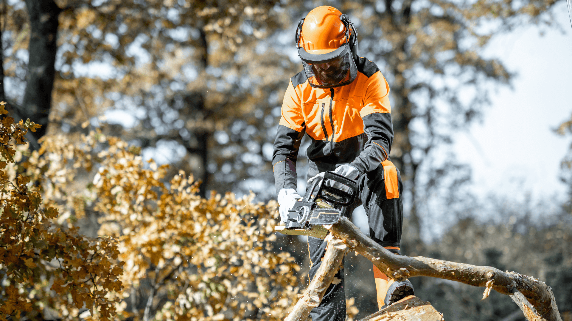 Kuvassa on puunkaadon ammattilainen pätkimässä juuri kaadettua puuta.