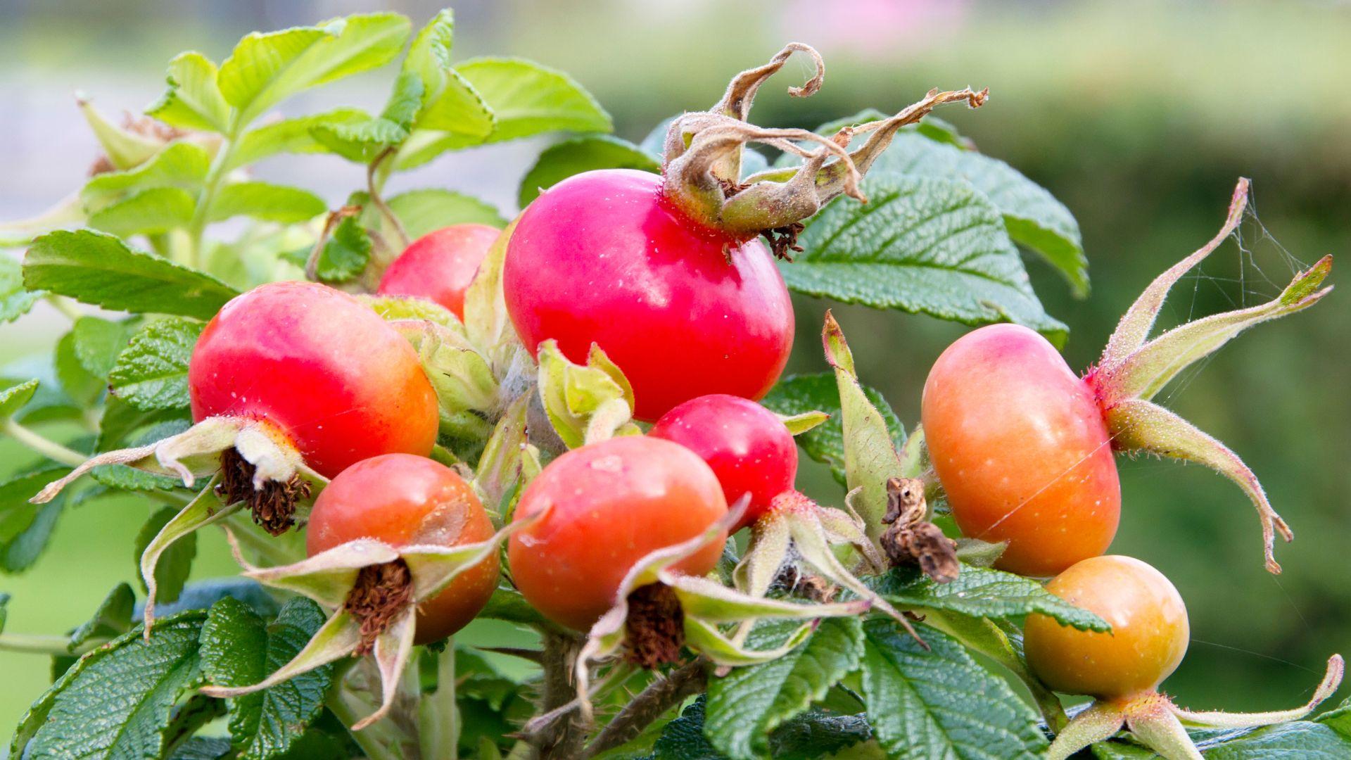Tutustu alueesi yrityksiin ja ulkoista kurtturuusun hävittäminen Helsingissä!