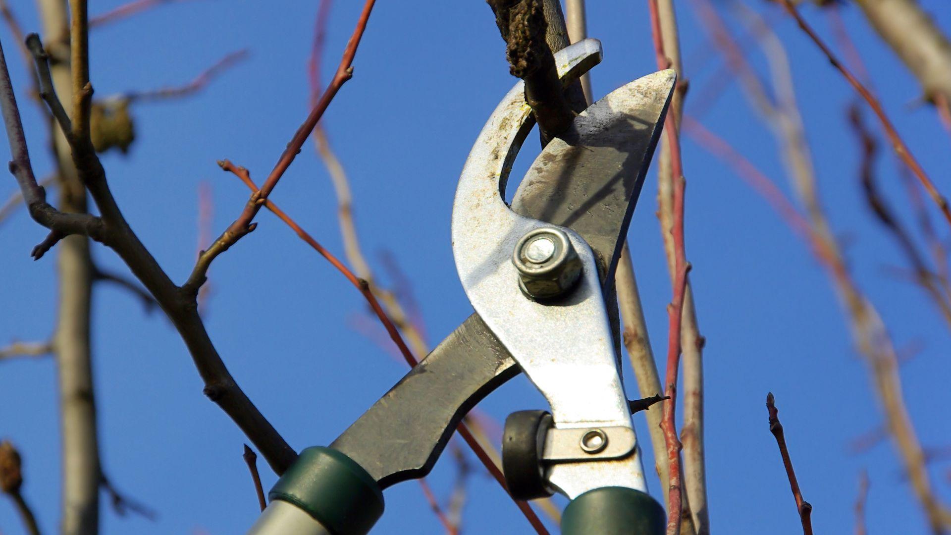 Kirsikkapuun leikkaus Helsingissä Tutustu alueesi yrityksiin ja pyydä tarjous kirsikkapuun leikkauksesta Helsingissä!