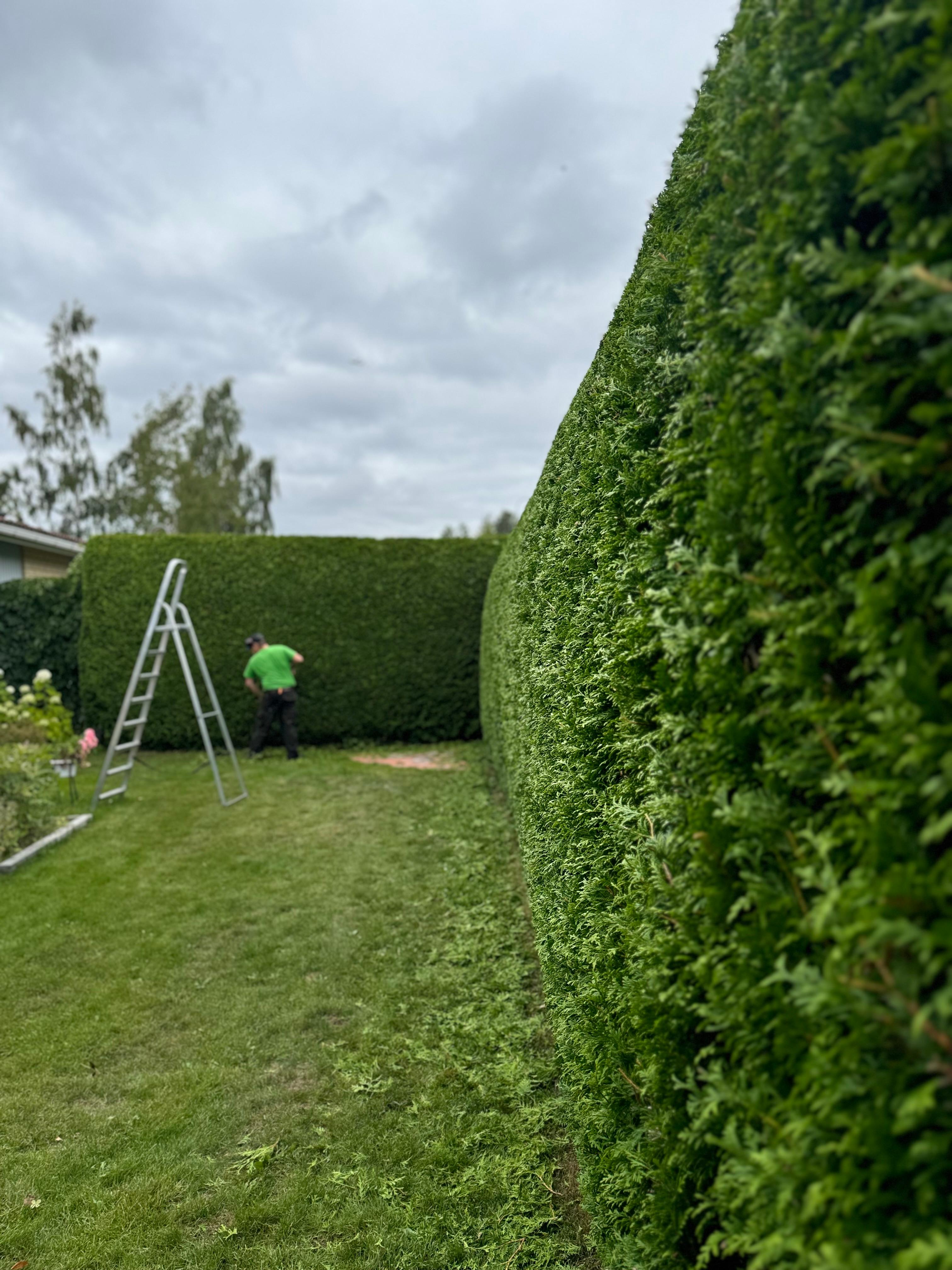 Tuija-aidan leikkaus Espoo Etsitkö ammattitaitoista tuija-aidan leikkausta Espoossa? Tuija-aidan leikkaukseen Espoon paikalliset palveluntarjoajat varmistavat, että tuija-aitasi pysyy siistinä ja elinvoimaisena jokaisena vuodenaikana.