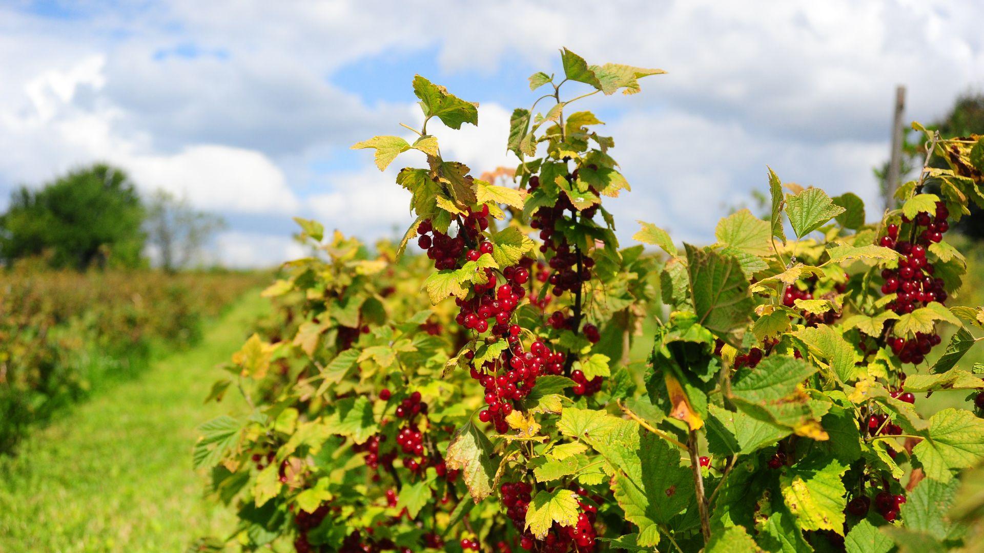 Viinimarjapensaan leikkaus Helsingissä Tutustu paikallisiin yrityksiin ja pyydä tarjous viinimarjapensaan leikkauksesta Helsingissä.