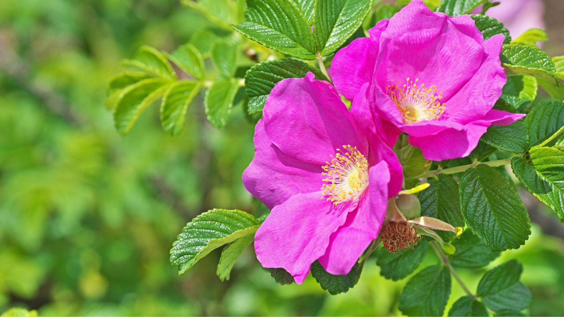 Kurtturuusun hävittäminen Helsinki Tutustu alueesi yrityksiin ja ulkoista kurtturuusun hävittäminen Helsingissä!