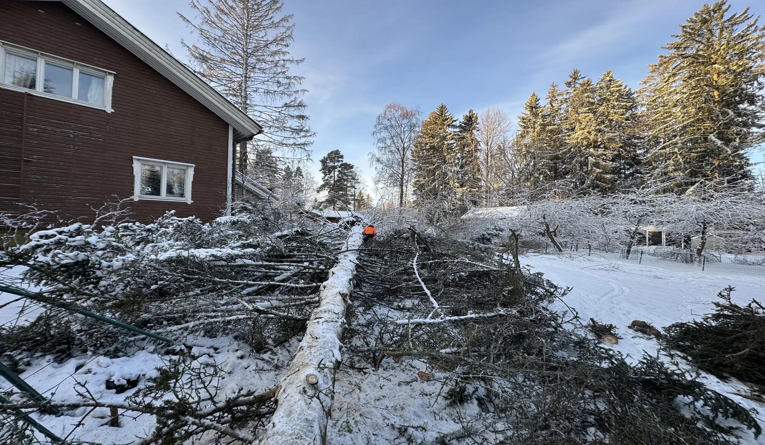 Etsitkö metsuria {{CITY_NAME_ELA}}? Metsuri varmistaa, että puutyöt tehdään ammattimaisesti ja turvallisesti