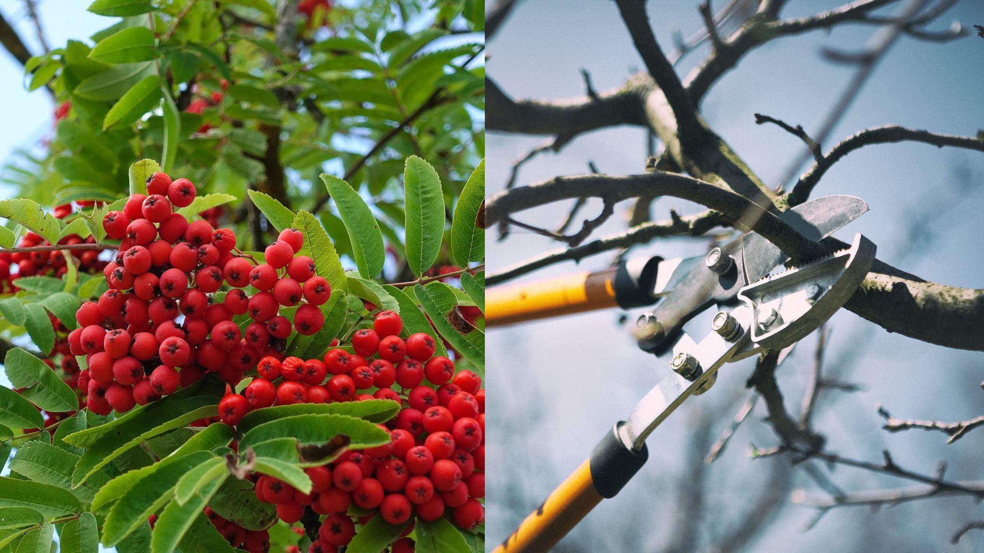 Etsitkö pihlajan leikkauspalvelua Helsingistä? Helsingin paikalliset palveluntarjoajat varmistavat, että pihlajasi pysyy pitkään elinvoimaisena ja kauniina.
