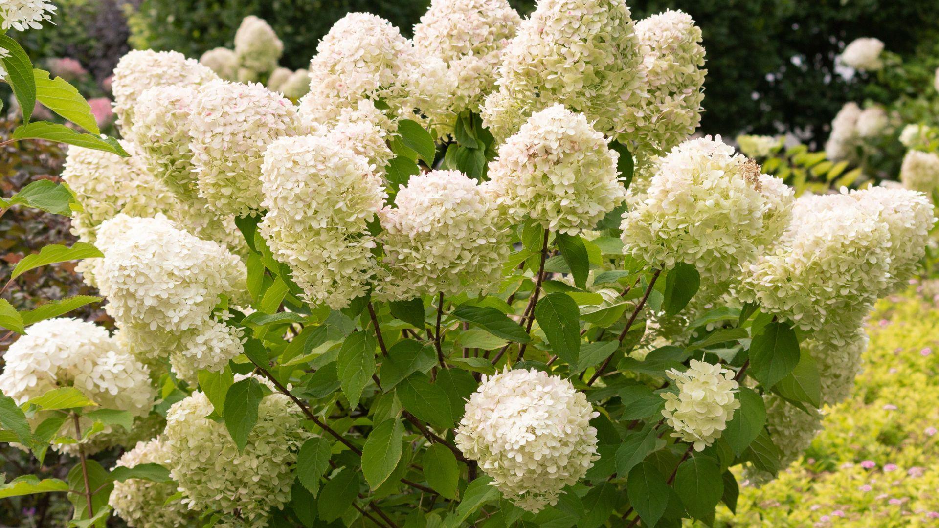 Tutustu paikallisiin yrityksiin ja pyydä tarjous syyshortensian leikkauksesta Helsingissä.