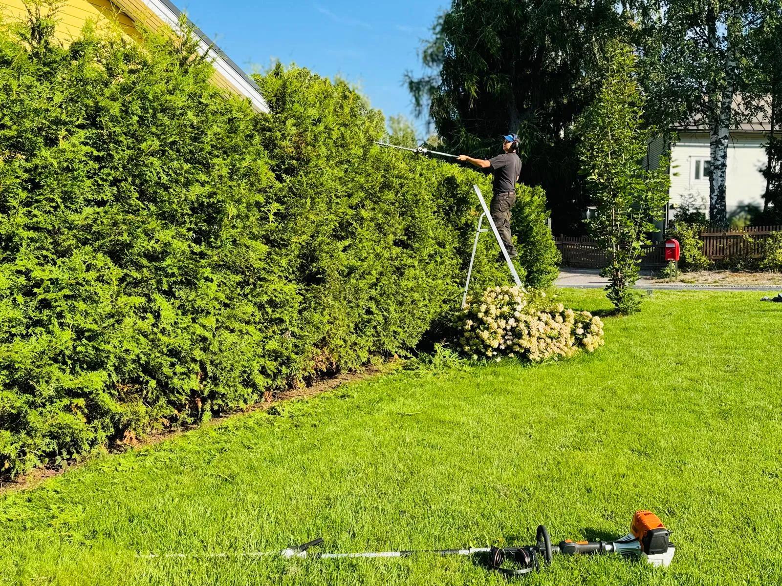 Etsitkö pensasaidan leikkaajaa {{CITY_NAME_ELA}}? Pensasaidan leikkaaja varmistaa, että aidan leikkaus tehdään oikeaoppisesti ja pensasaita pysyy elinvoimaisena.