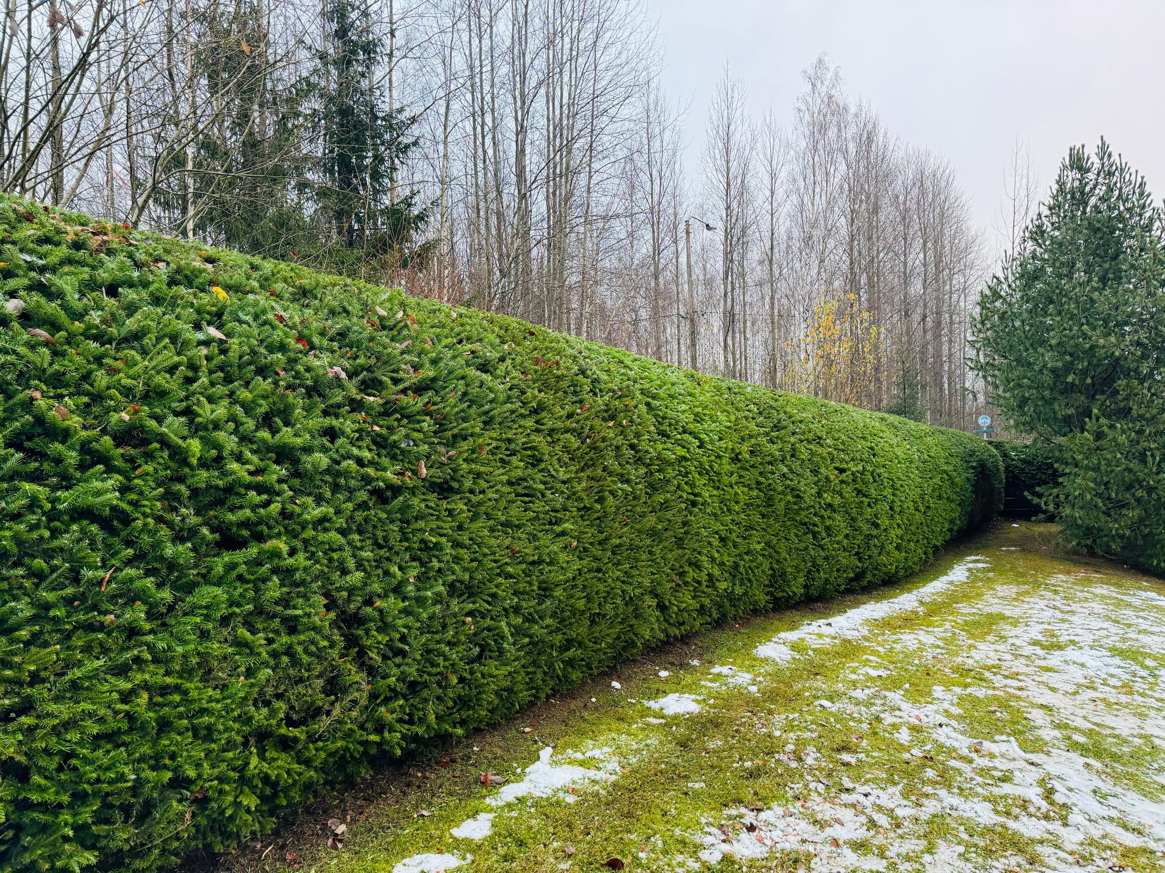 Etsitkö ammattitaitoista kuusiaidan istuttajaa Turusta? Kuusiaidan istutuksessa Turun paikalliset palveluntarjoajat varmistavat, että kuusiaidastasi tulee siisti ja elinvoimainen.