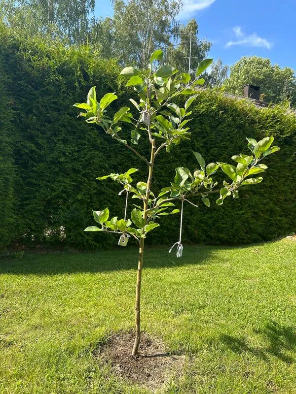 Istutettu omenapuu Omenapuun istutus nurmikko alueella.