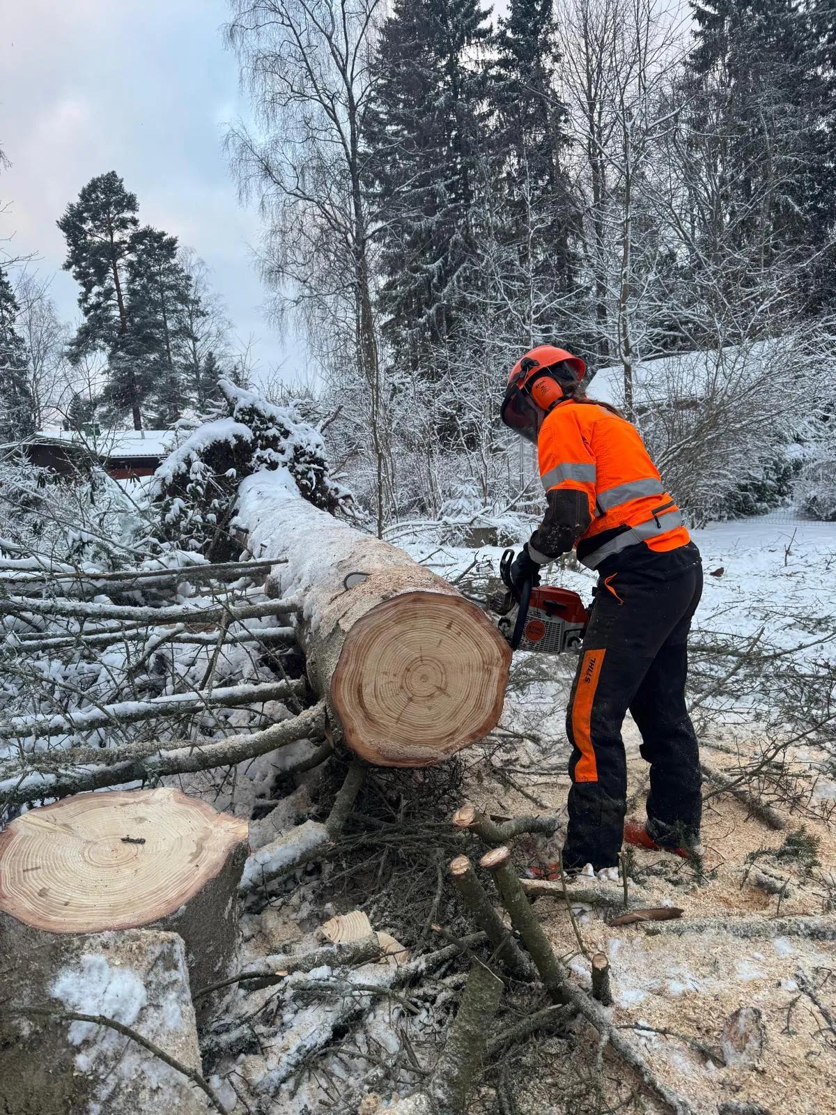 Puun kaato Siikalatvalla Puun kaatamiseen tarvitaan ammattitaitoa ja oikeanlaiset työvälineet. Tilaa puunkaatotyöt ammattilaiselta.