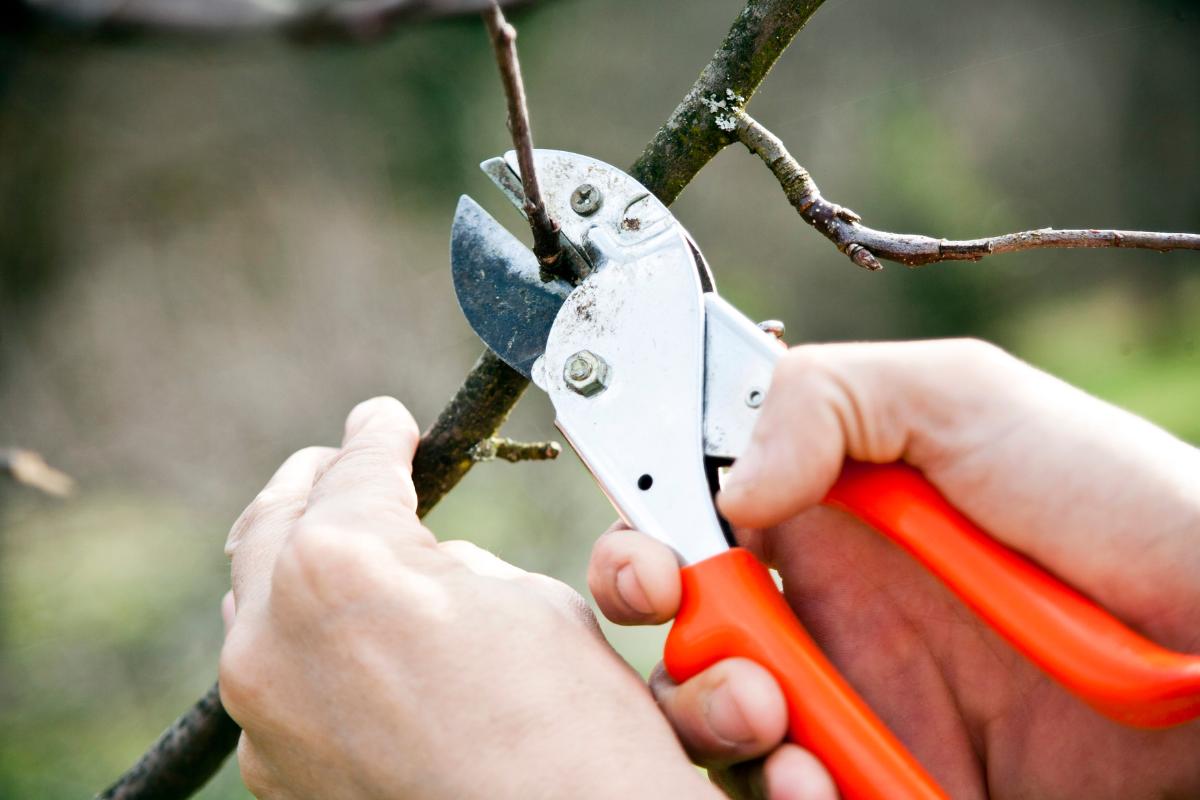 Vesiversojen leikkaus Omenapuun vesiversojen leikkaaminen puutarhatyössä