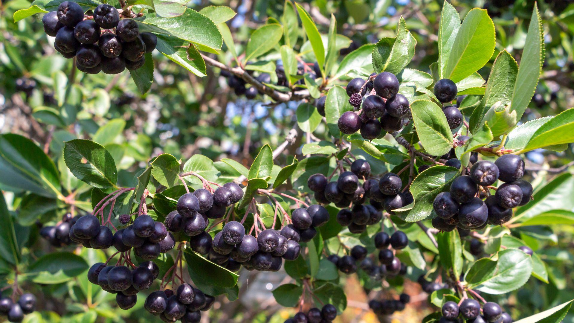 Aronia-aidan leikkaus Helsingissä Tutustu paikallisiin yrityksiin ja pyydä tarjous aronia-aidan leikkauksesta Helsingissä.
