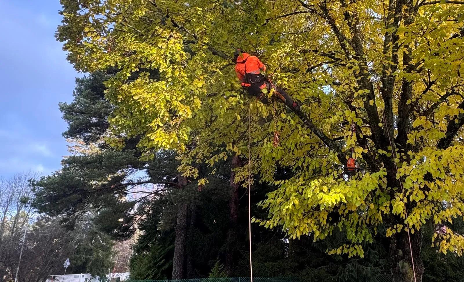 Etsitkö puiden leikkaajaa {{CITY_NAME_ELA}}? Puiden leikkaaja varmistaa, että puiden leikkaukset tehdään oikeaoppisesti ja puut pysyvät elinvoimaisena.