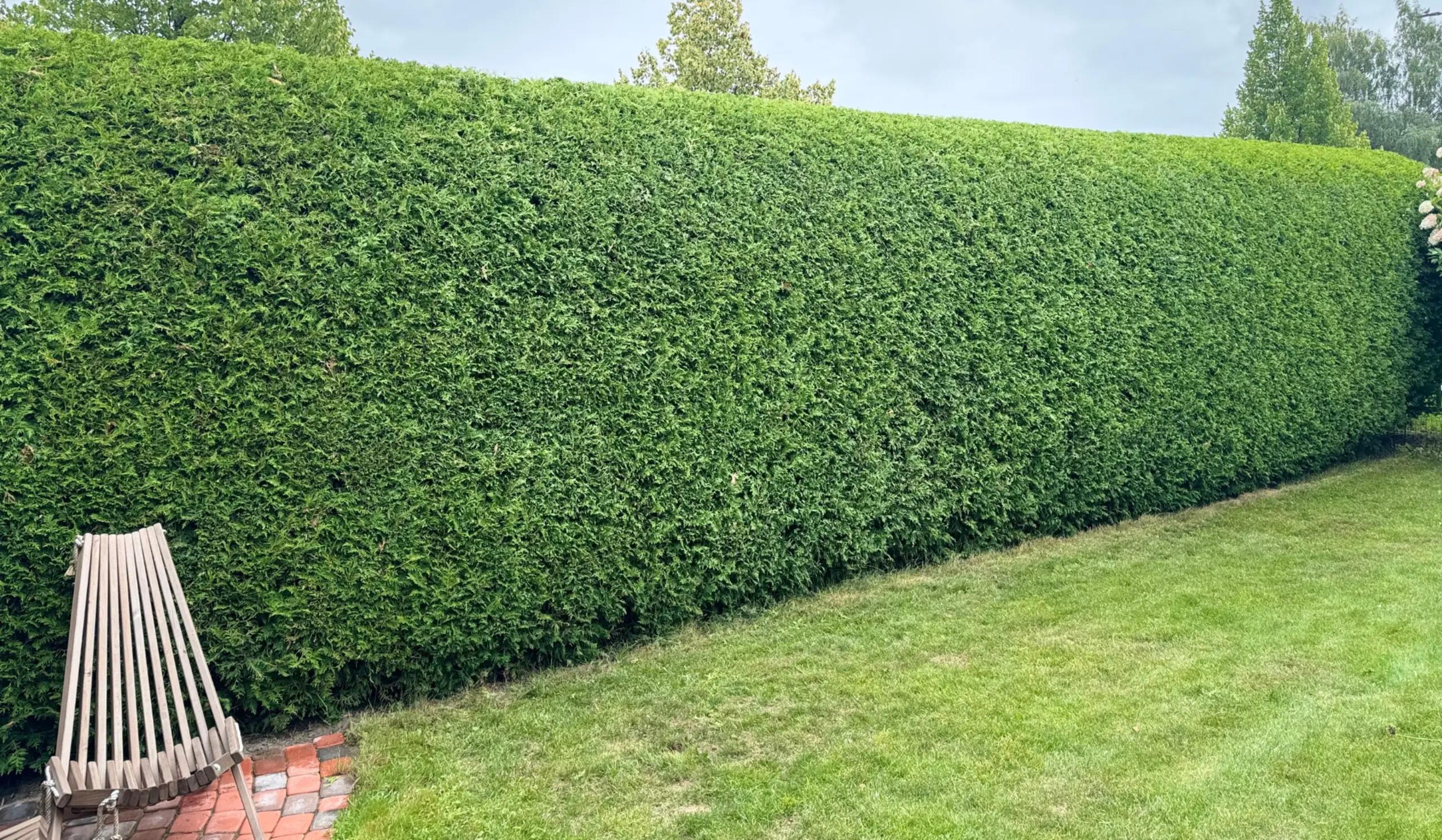 Etsitkö tuija-aidan leikkaajaa {{CITY_NAME_ELA}}? Tuija-aidan leikkaaja varmistaa, että tuija-aita leikataan oikein ja se pysyy elinvoimaisena.