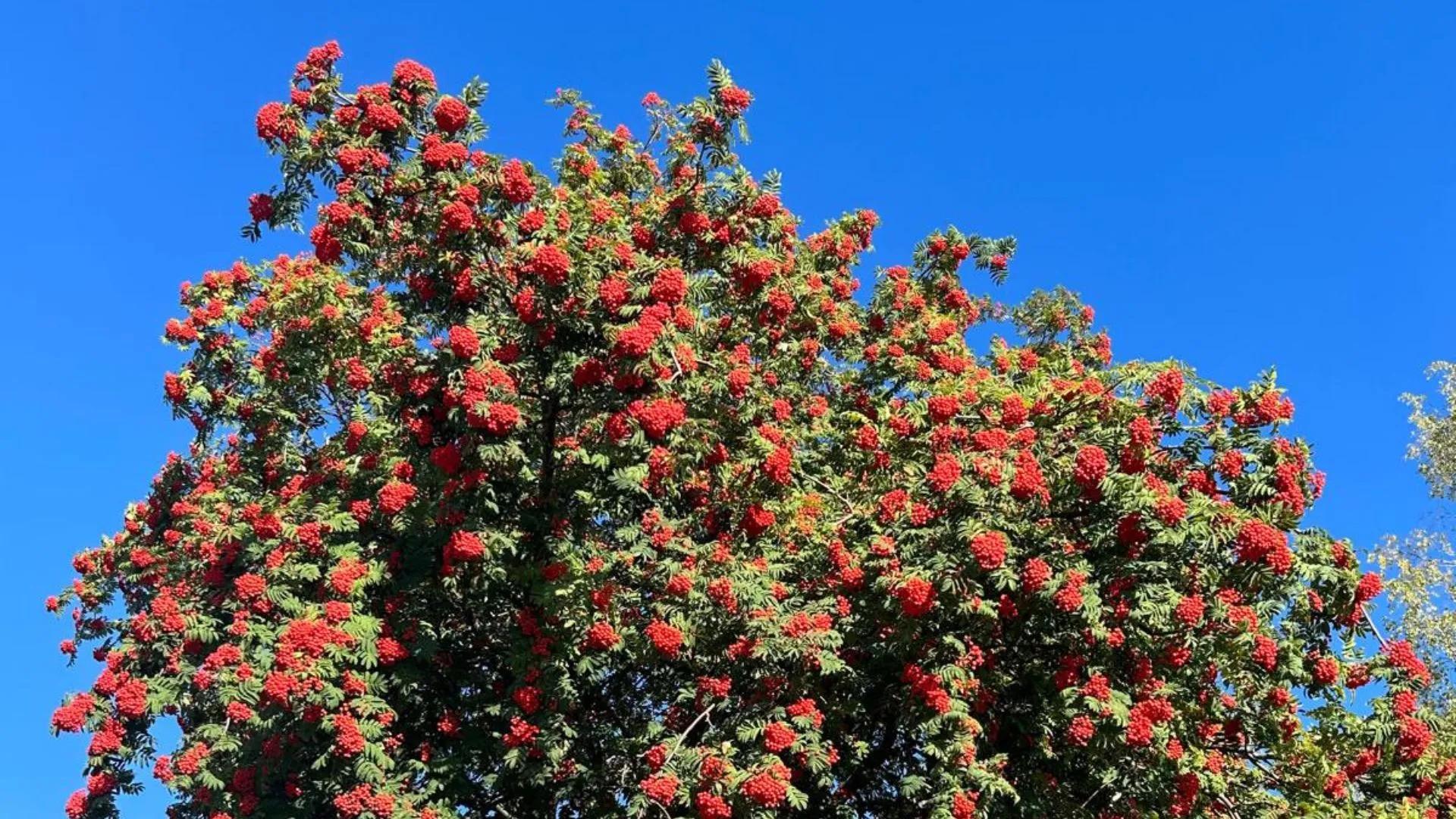 Etsitkö pihlajan leikkaajaa {{CITY_NAME_ELA}}? Pihlajan leikkaaja varmistaa, että pihlajan leikkaus tehdään oikeaoppisesti ja pihlaja pysyy elinvoimaisena.