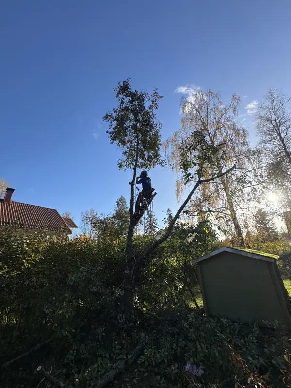 Puun kaataminen kiipeillen – Arboristi {{CITY_NAME}} Ammattitaitoinen arboristi suorittamassa puun kiipeilykaatoa omakotitalon pihassa {{CITY_NAME_INE}}.