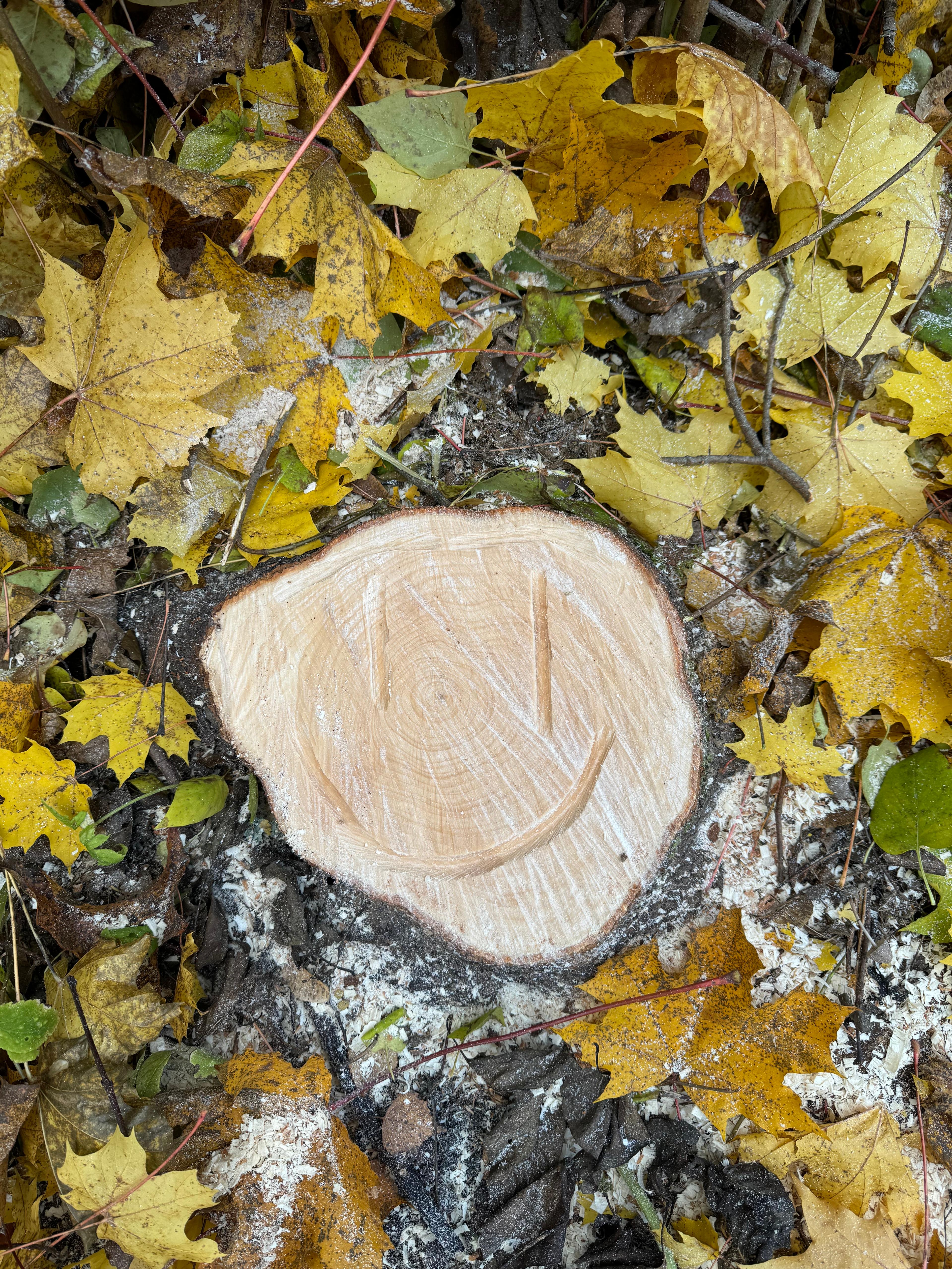 Kantojyrsintä Helsingissä Etsitkö ammattitaitoista yritystä tekemään kantojyrsinnän? Helsingin paikalliset palveluntarjoajat hoitavat kantojyrsinnän turvallisesti ja tehokkaasti.