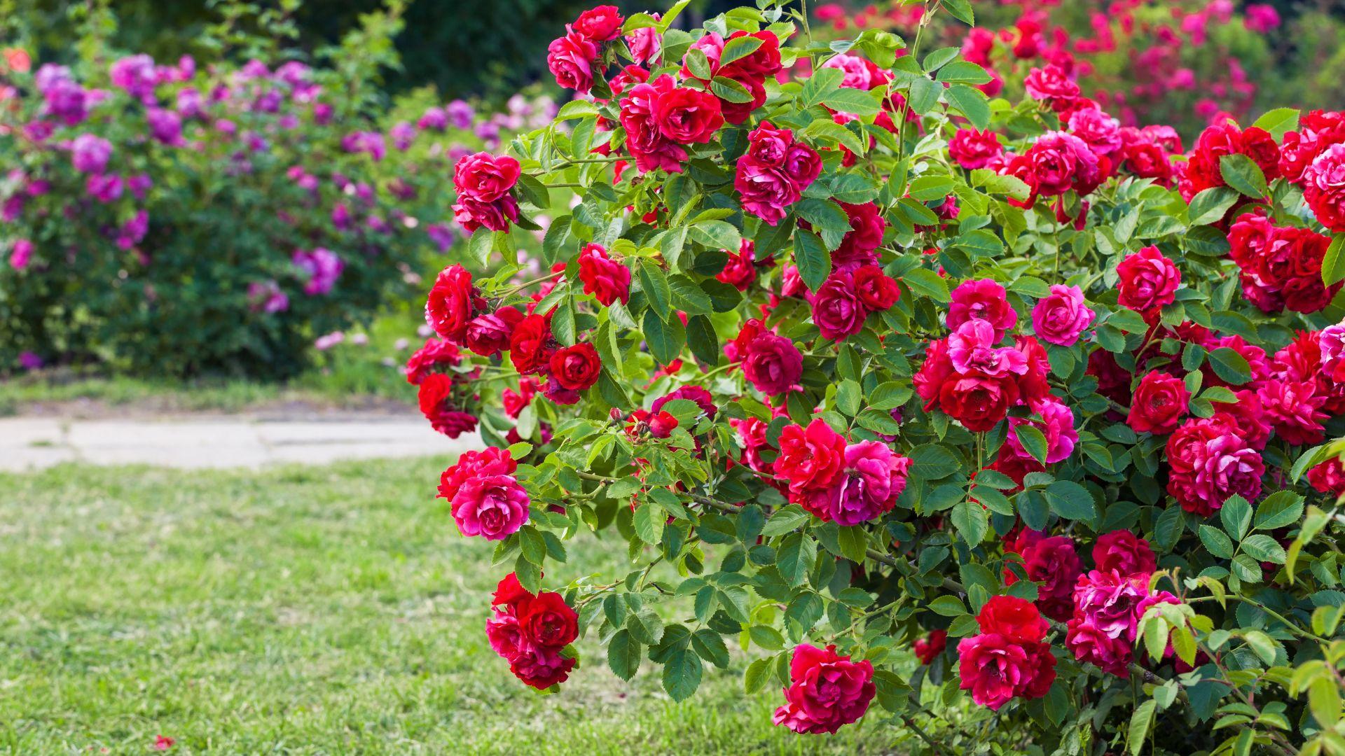 Pensasruusun leikkaus Helsingissä Tutustu paikallisiin yrityksiin ja pyydä tarjous ruusupensaan leikkauksesta Helsingissä.